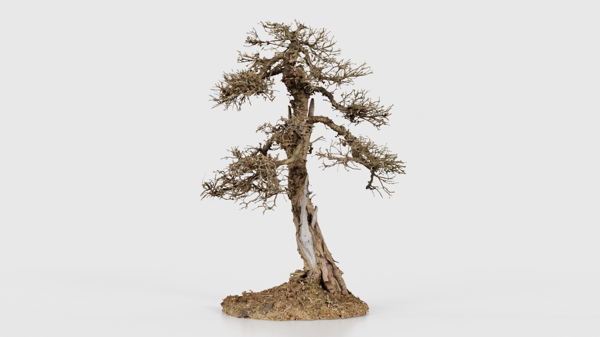 Dead Bonsai Tree 4 Low-poly 3D model_20