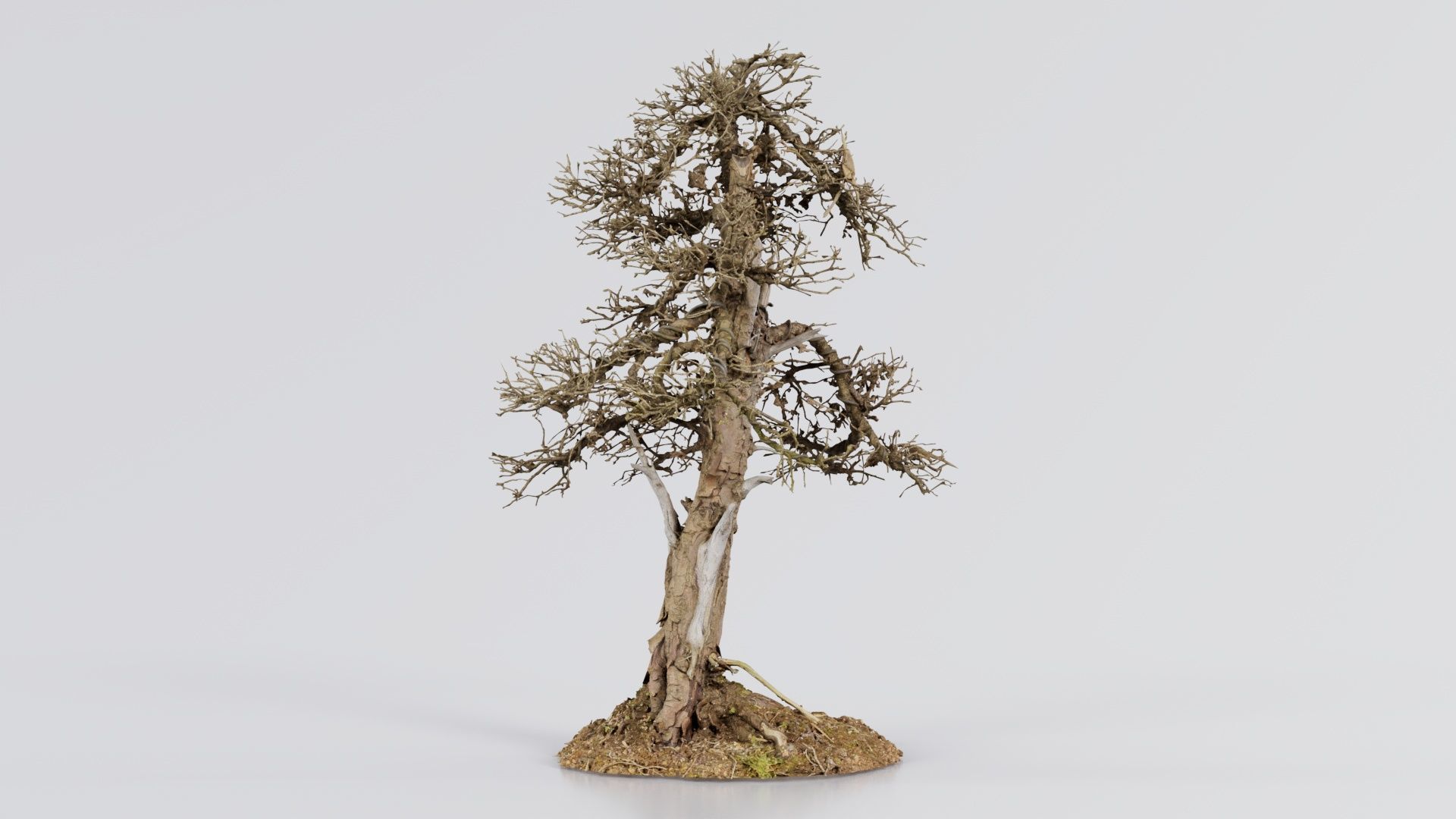Dead Bonsai Tree 4 Low-poly 3D model_4