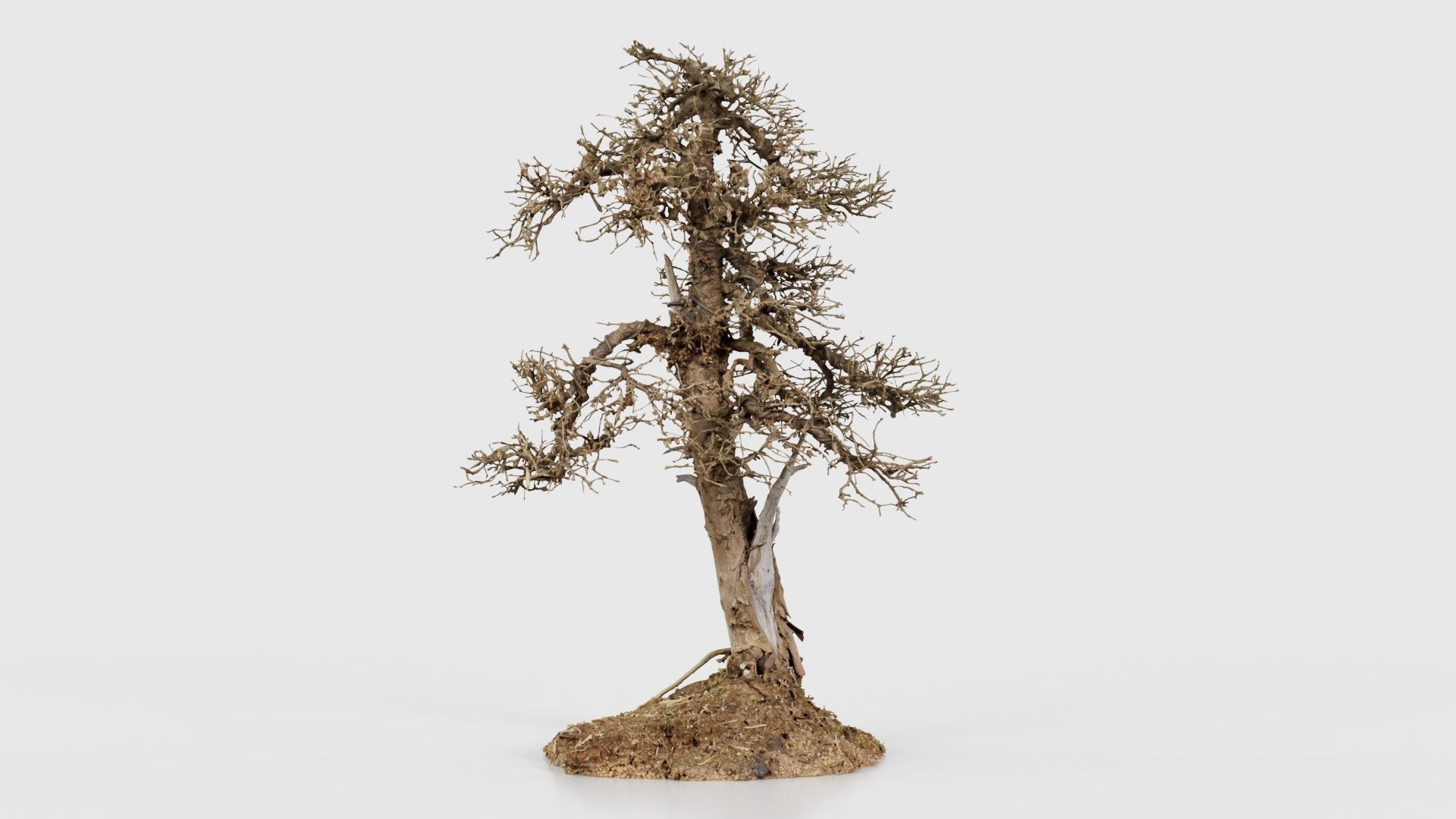 Dead Bonsai Tree 4 Low-poly 3D model_22
