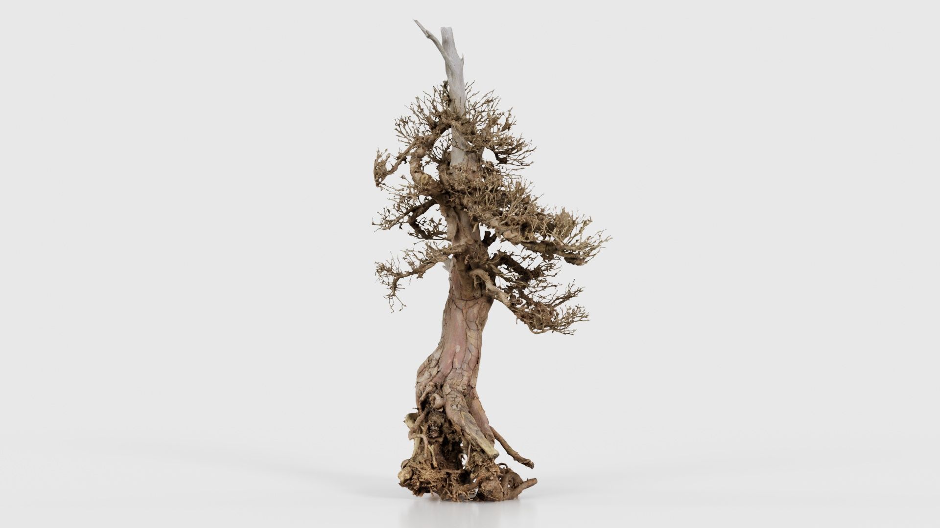 Dead Bonsai Tree 5 Low-poly 3D model_24