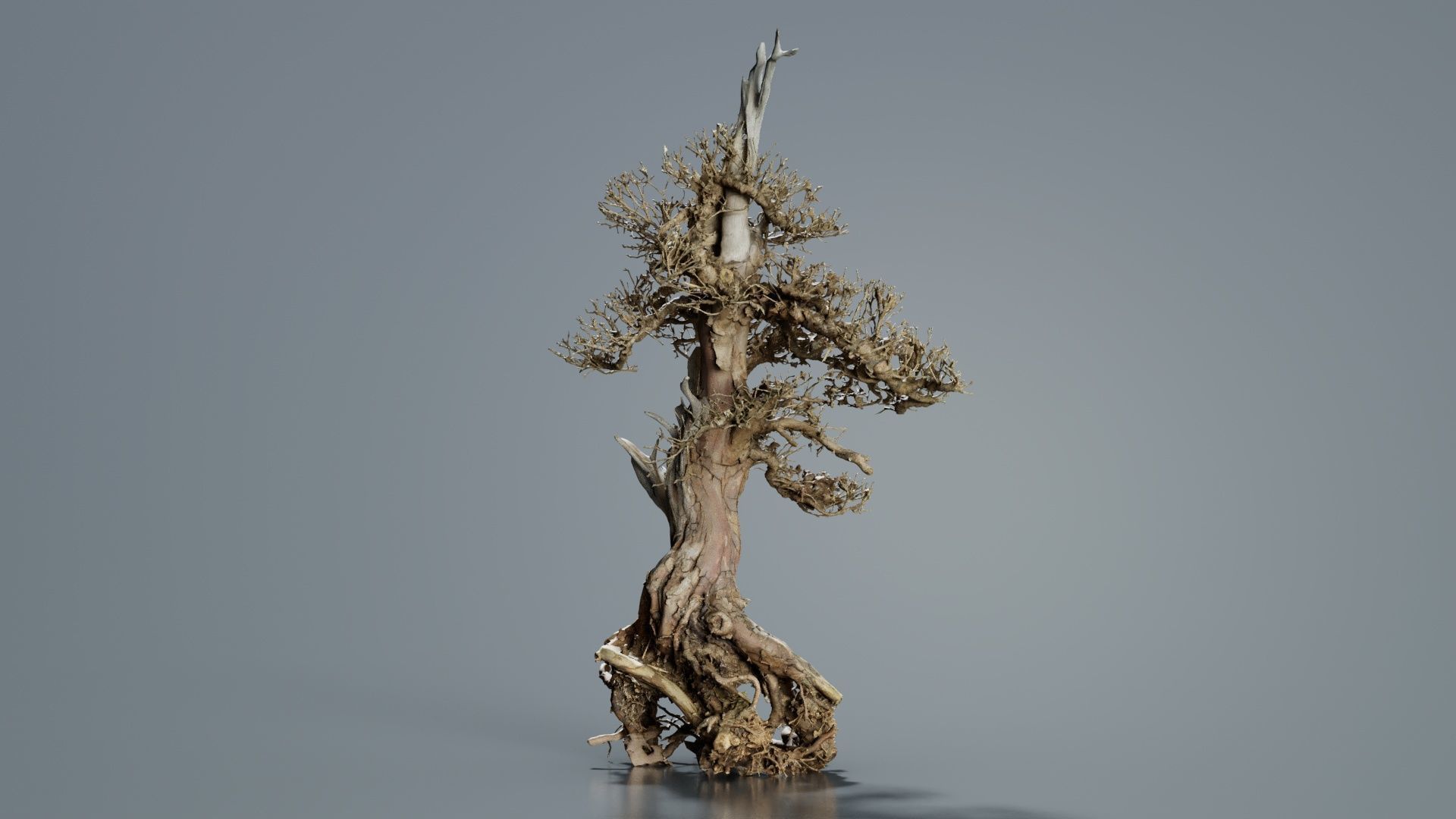 Dead Bonsai Tree 5 Low-poly 3D model_7