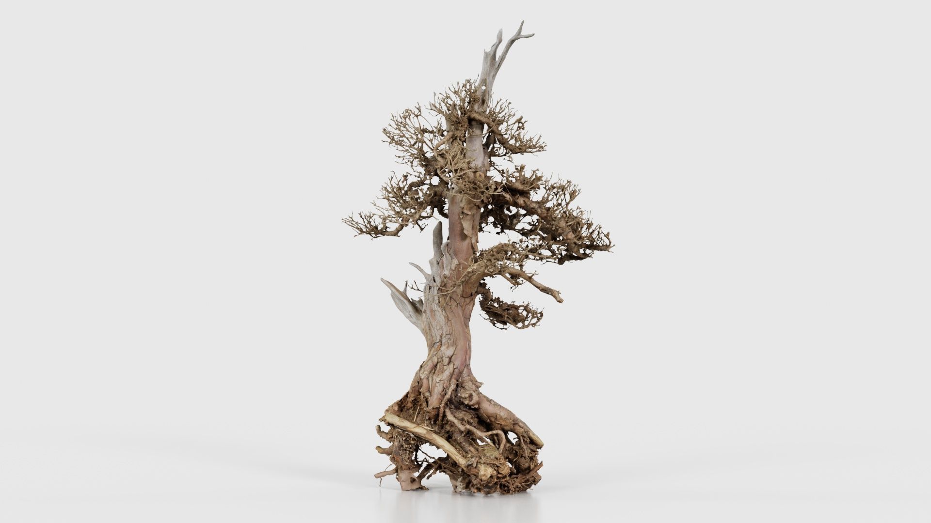 Dead Bonsai Tree 5 Low-poly 3D model_26