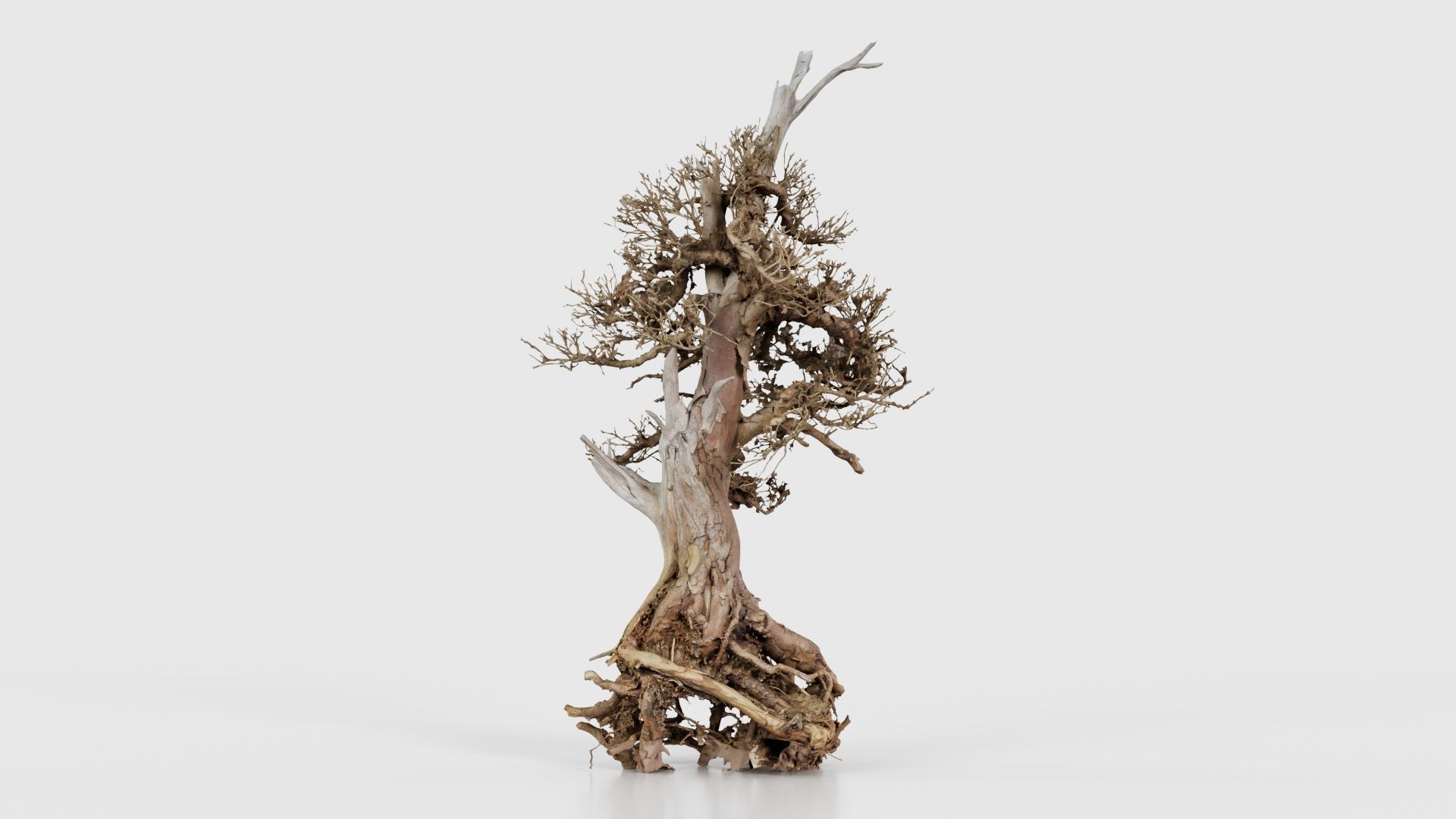 Dead Bonsai Tree 5 Low-poly 3D model_15