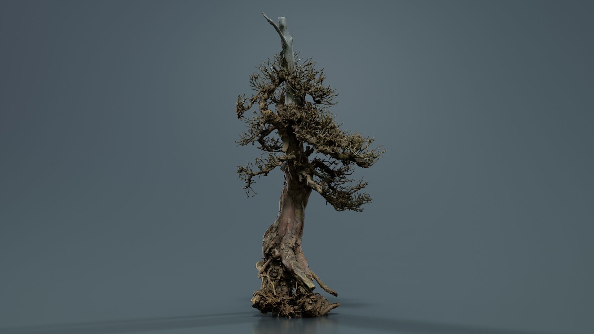 Dead Bonsai Tree 5 Low-poly 3D model_8