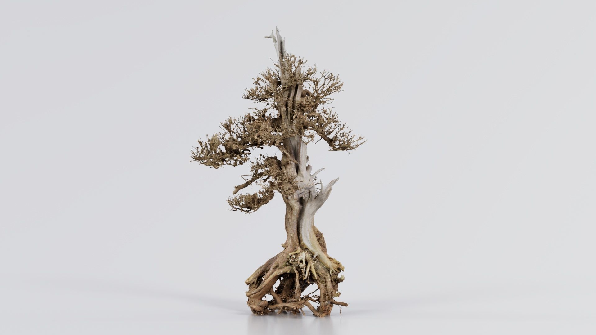 Dead Bonsai Tree 5 Low-poly 3D model_2