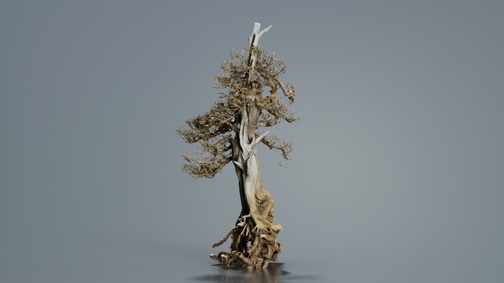 Dead Bonsai Tree 5 Low-poly 3D model_4
