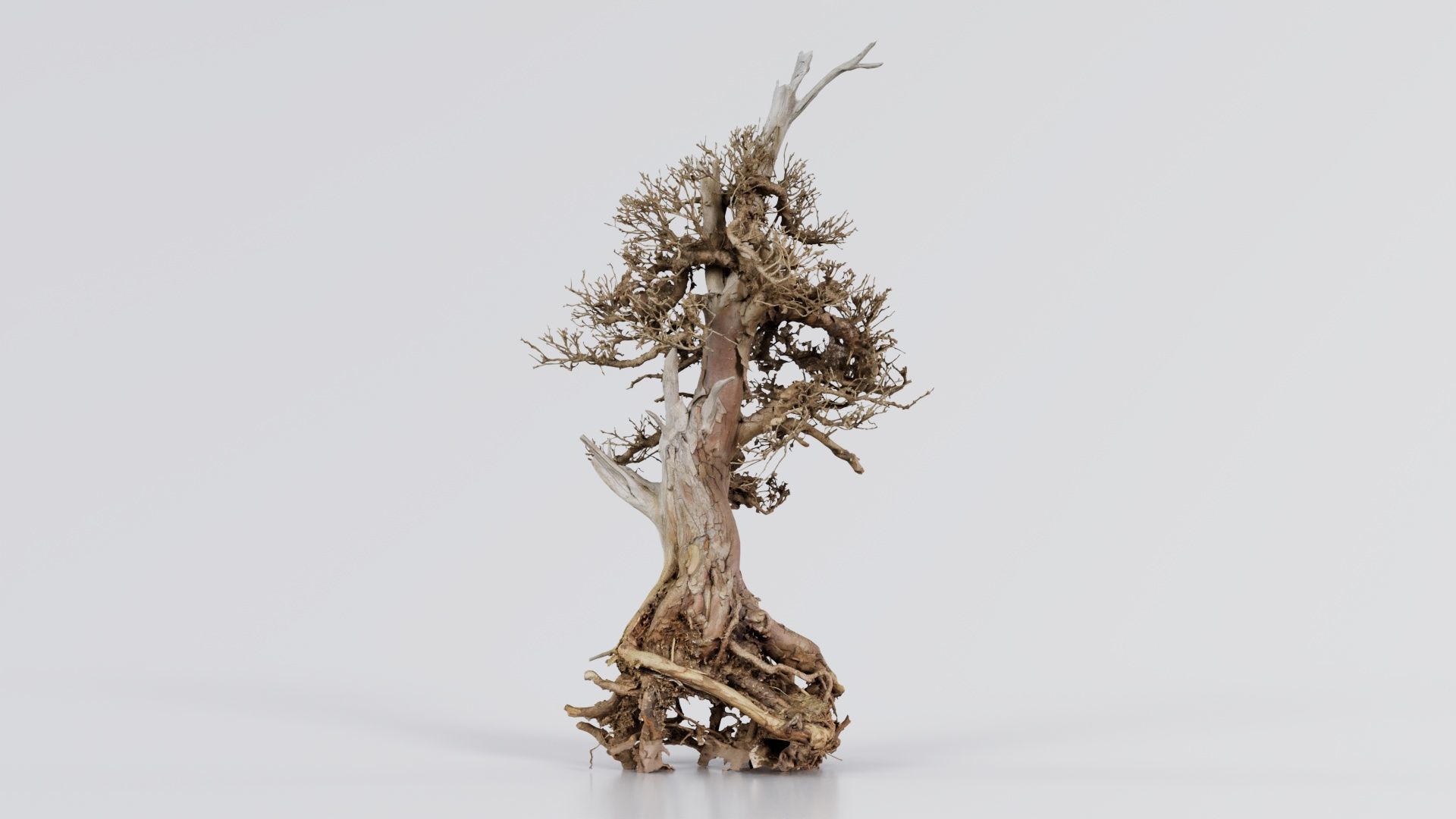 Dead Bonsai Tree 5 Low-poly 3D model_6