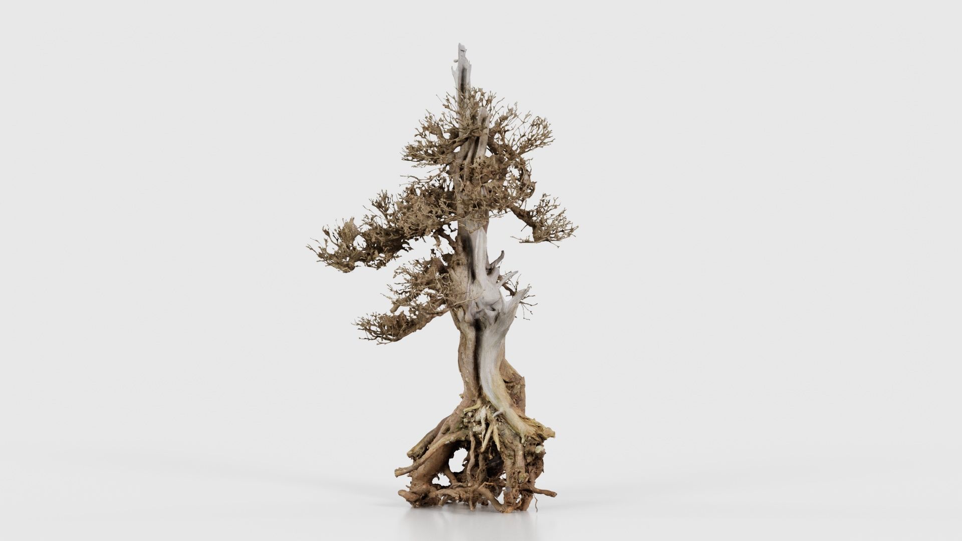 Dead Bonsai Tree 5 Low-poly 3D model_19
