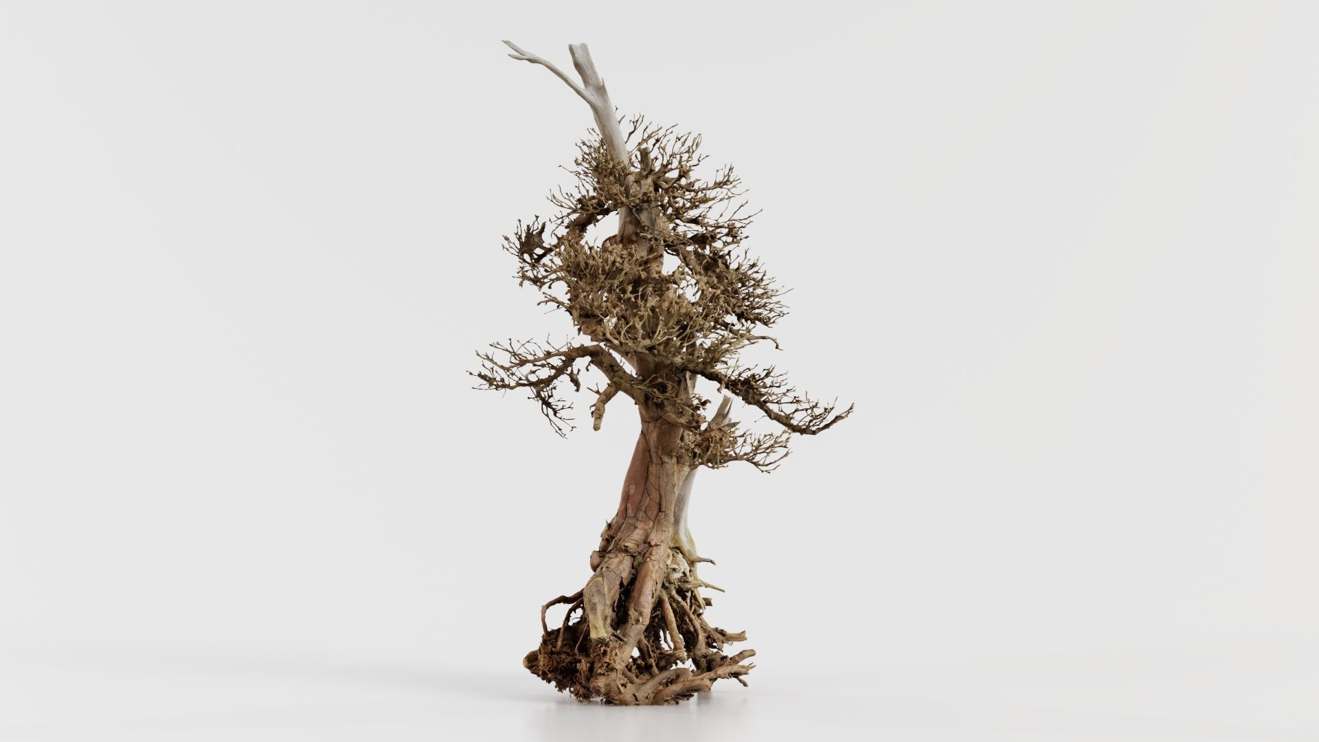 Dead Bonsai Tree 5 Low-poly 3D model_3