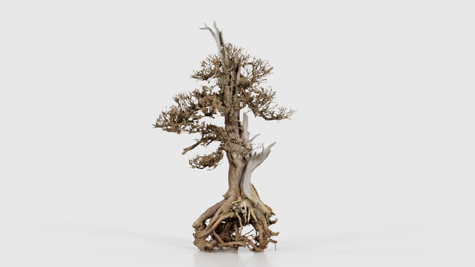 Dead Bonsai Tree 5 Low-poly 3D model_20