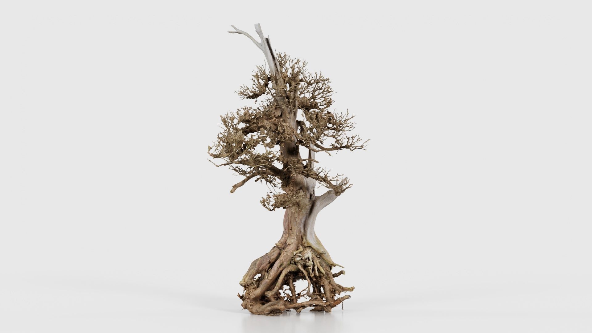 Dead Bonsai Tree 5 Low-poly 3D model_21