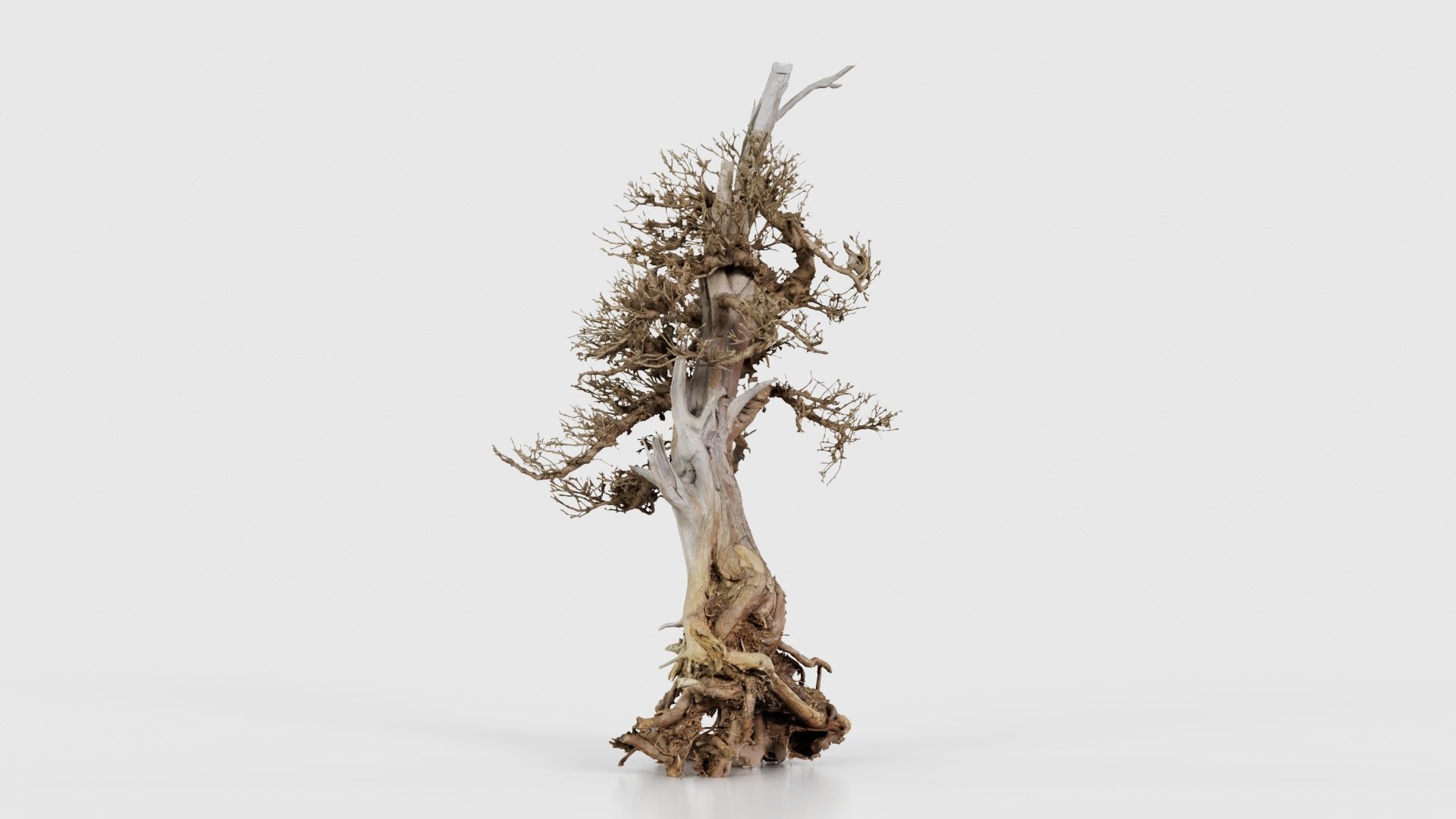 Dead Bonsai Tree 5 Low-poly 3D model_17