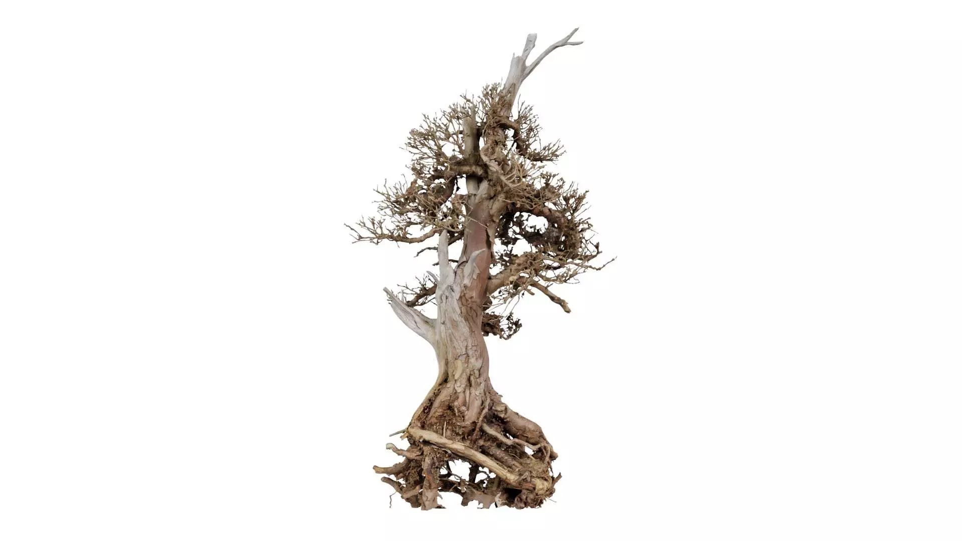 Dead Bonsai Tree 5 Low-poly 3D model_0