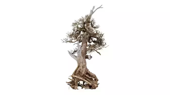 Dead Bonsai Tree 5 Low-poly 3D model