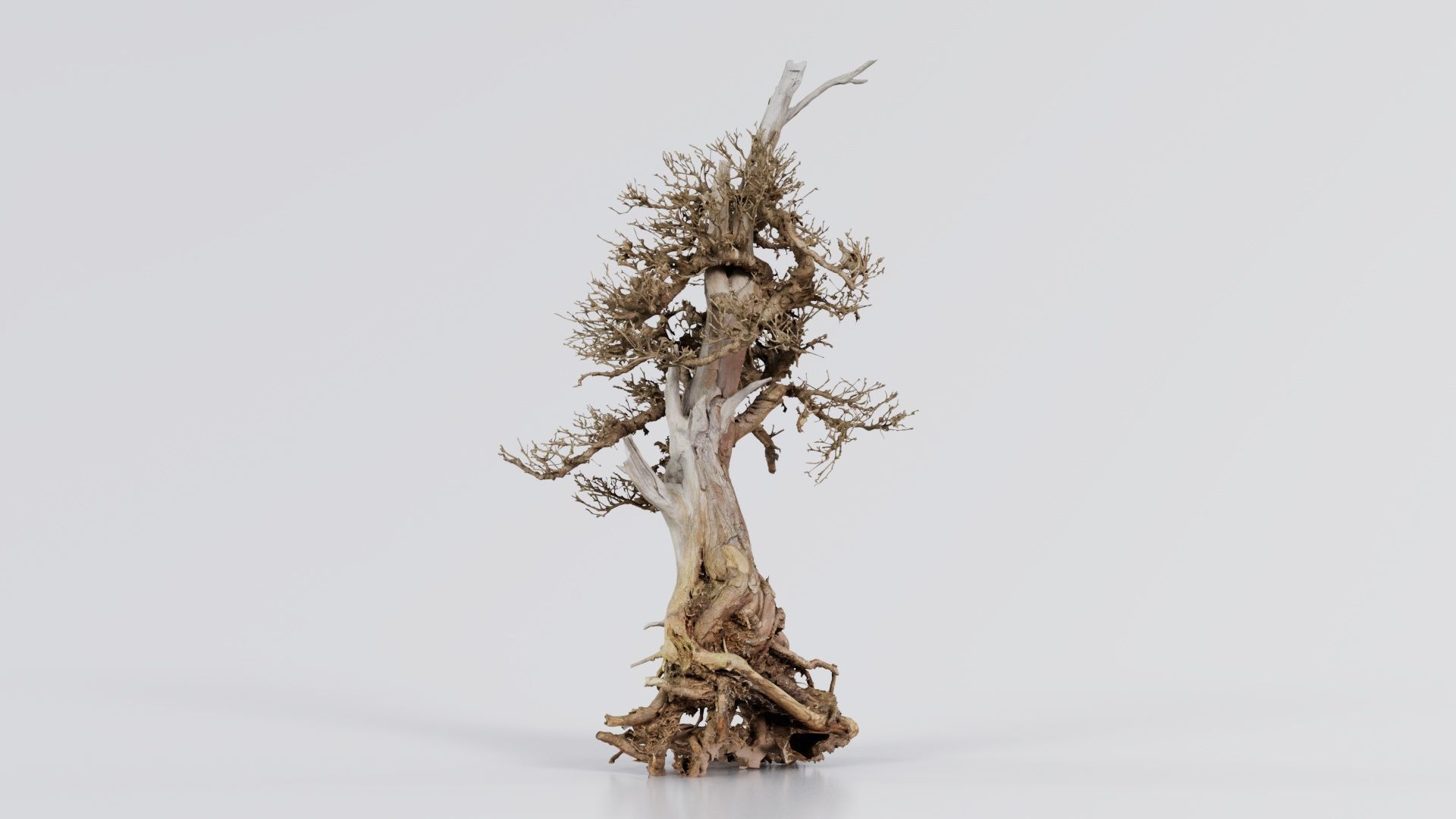 Dead Bonsai Tree 5 Low-poly 3D model_5