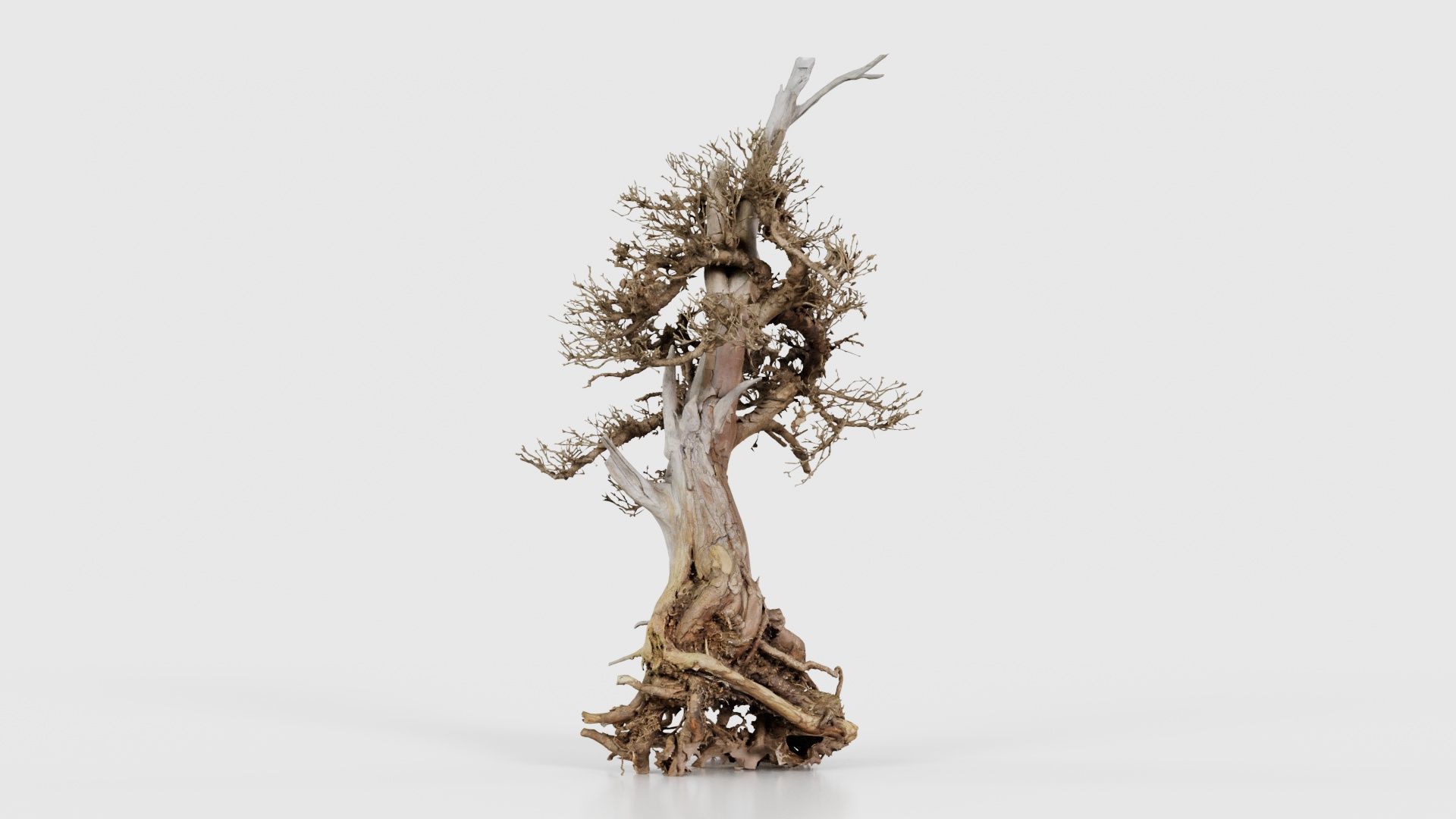 Dead Bonsai Tree 5 Low-poly 3D model_16