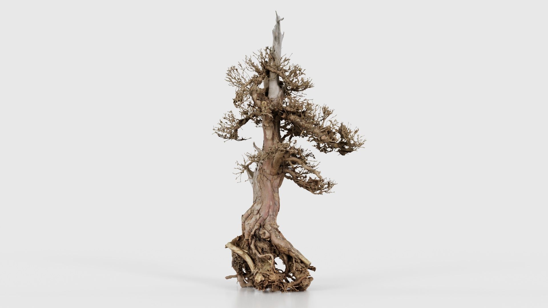 Dead Bonsai Tree 5 Low-poly 3D model_25