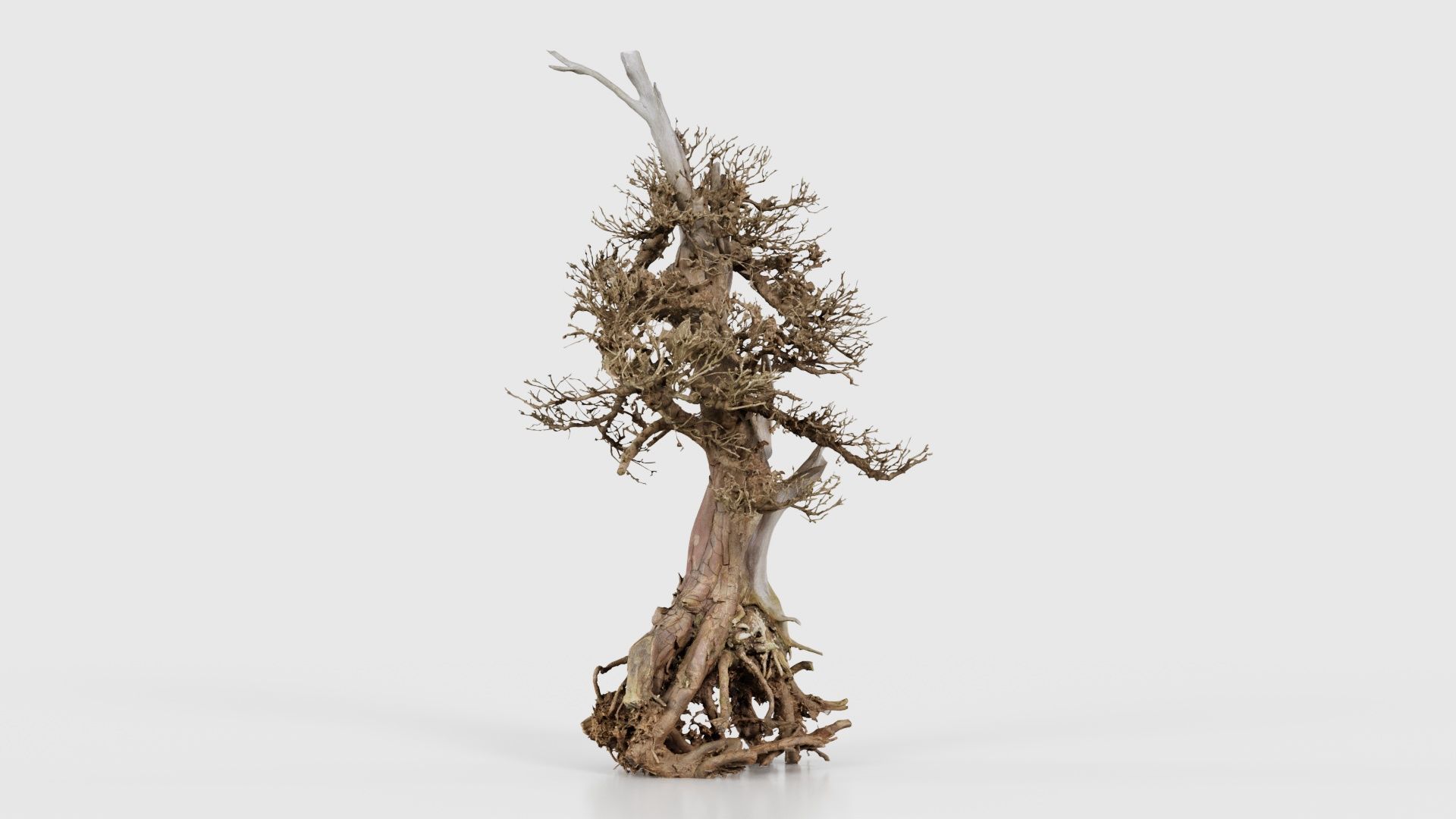 Dead Bonsai Tree 5 Low-poly 3D model_22