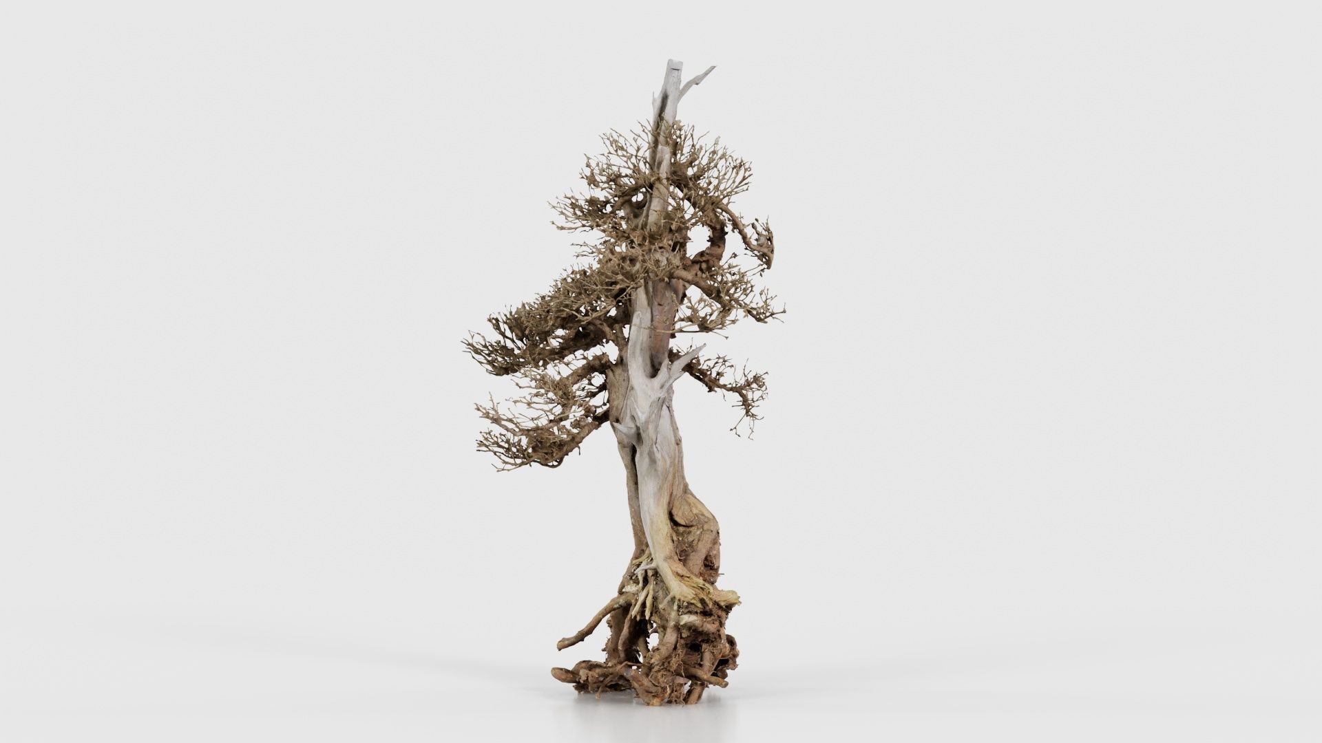 Dead Bonsai Tree 5 Low-poly 3D model_18