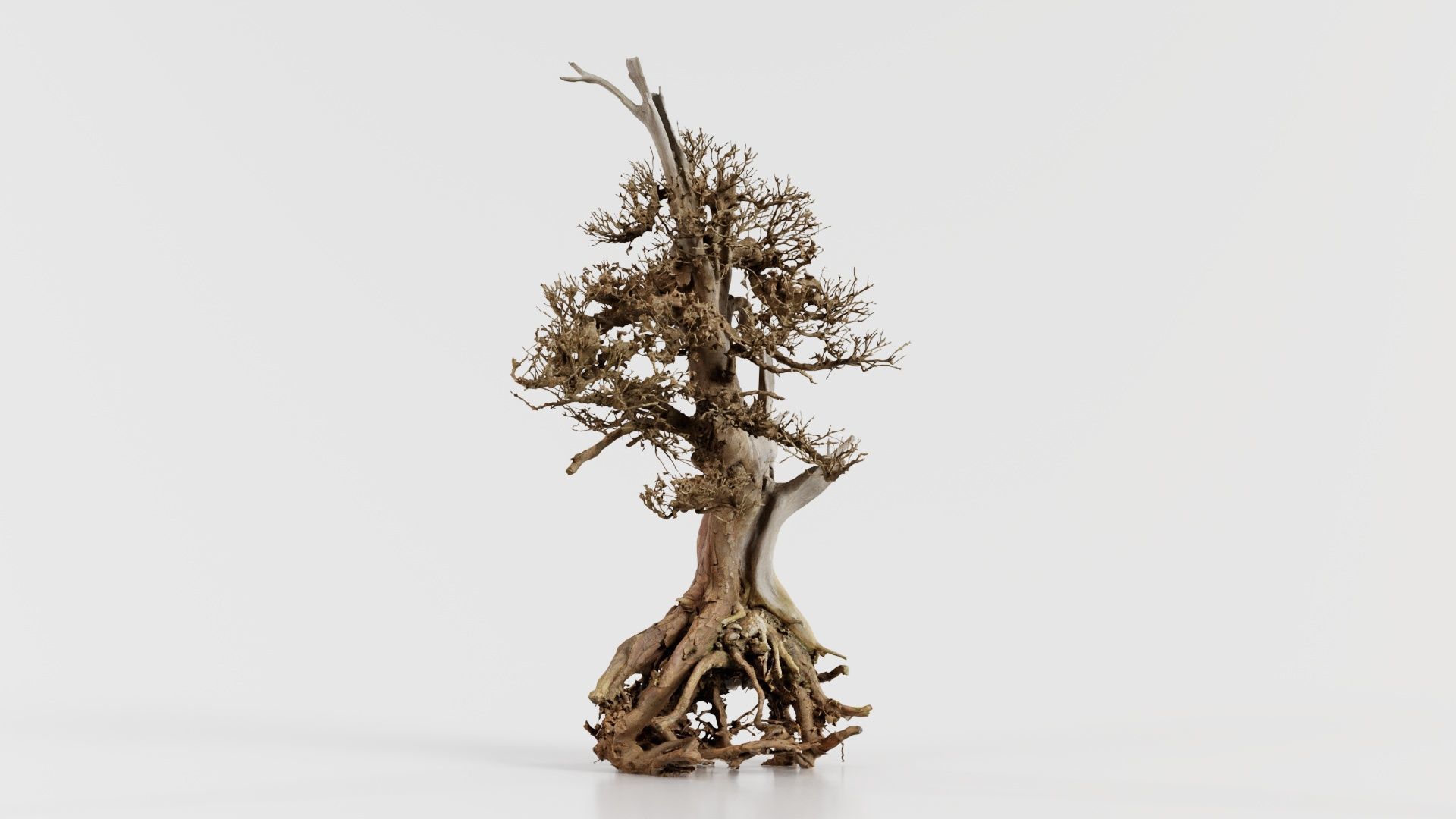 Dead Bonsai Tree 5 Low-poly 3D model_1