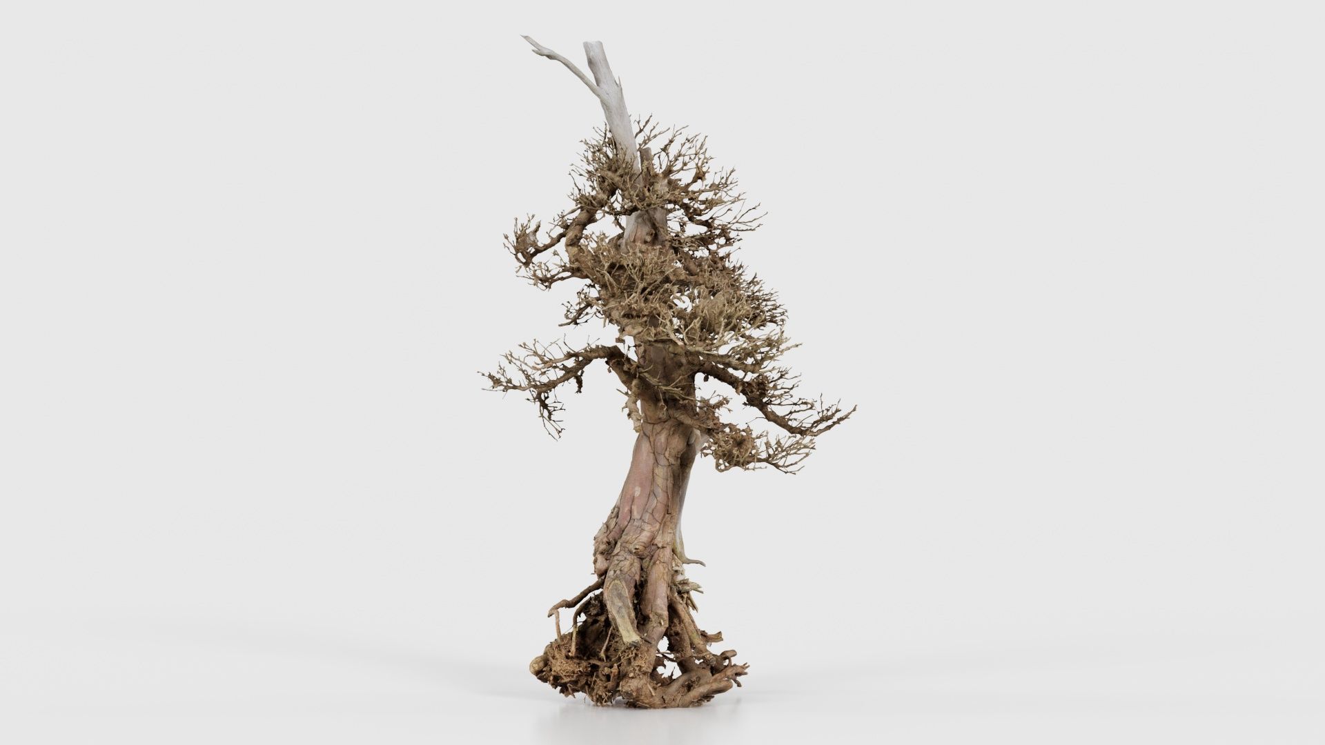 Dead Bonsai Tree 5 Low-poly 3D model_23