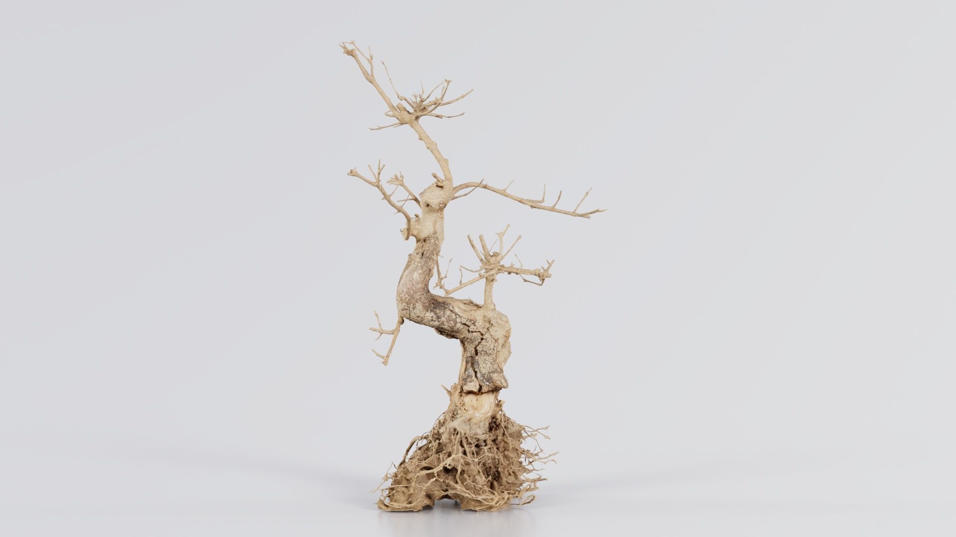Dead Bonsai Tree 6 Low-poly 3D model_3