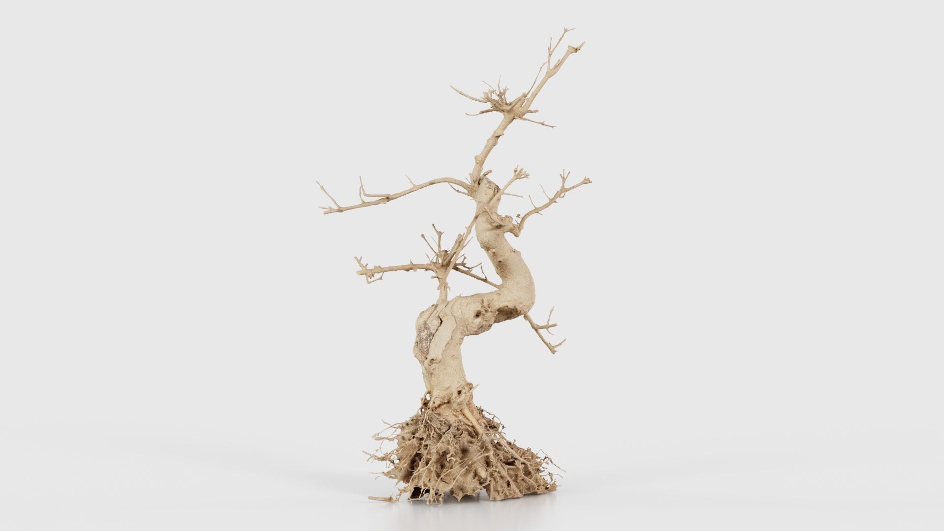 Dead Bonsai Tree 6 Low-poly 3D model_16