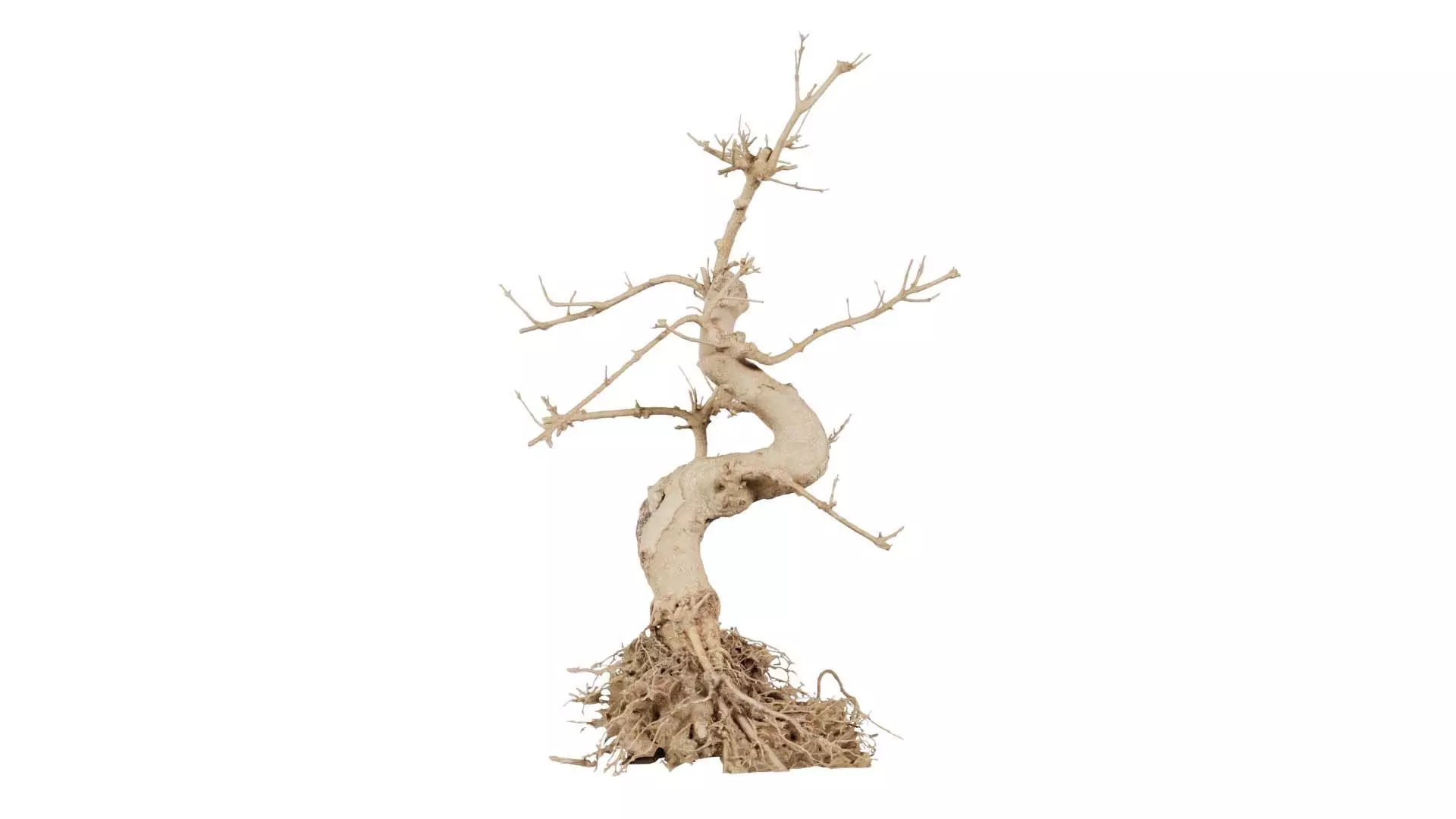 Dead Bonsai Tree 6 Low-poly 3D model_0