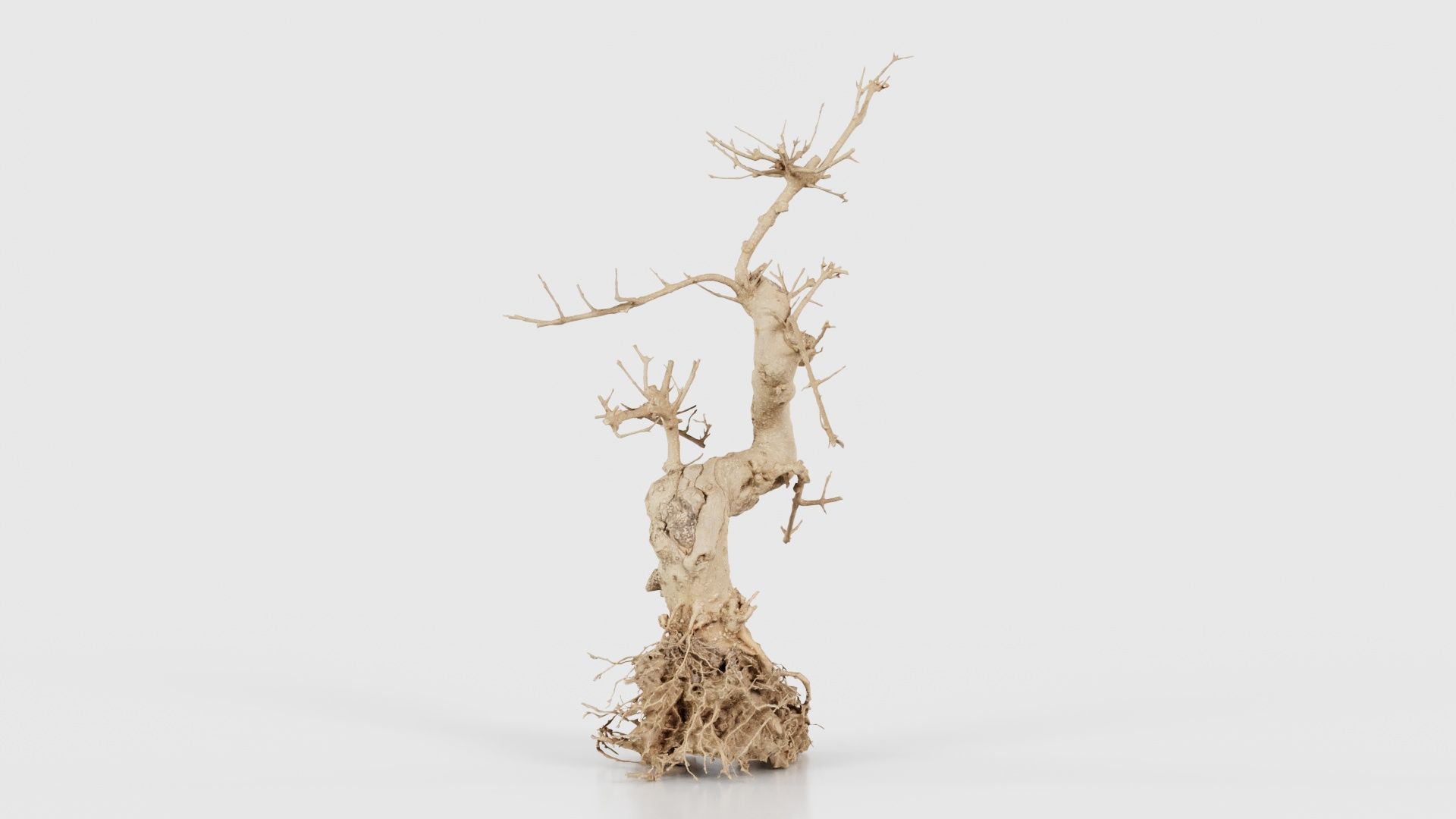 Dead Bonsai Tree 6 Low-poly 3D model_17