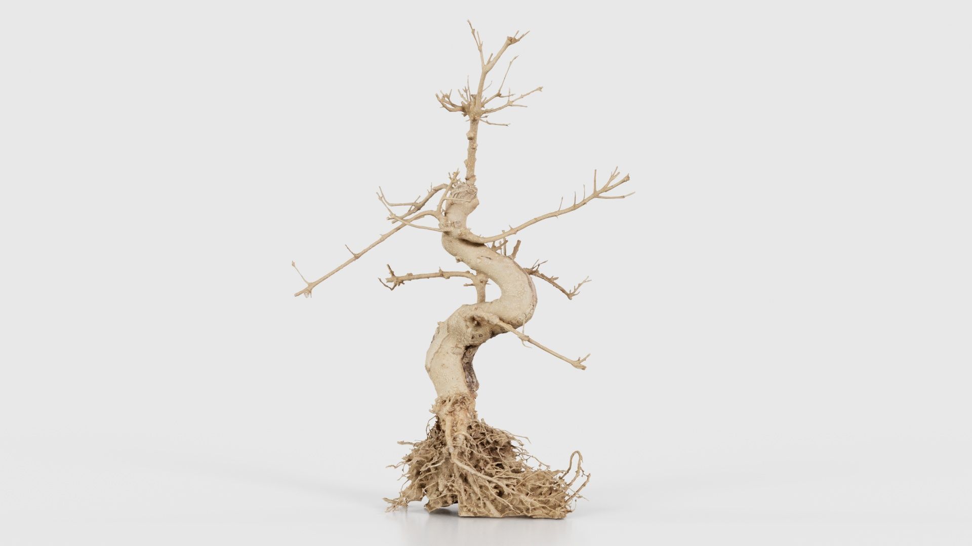 Dead Bonsai Tree 6 Low-poly 3D model_26