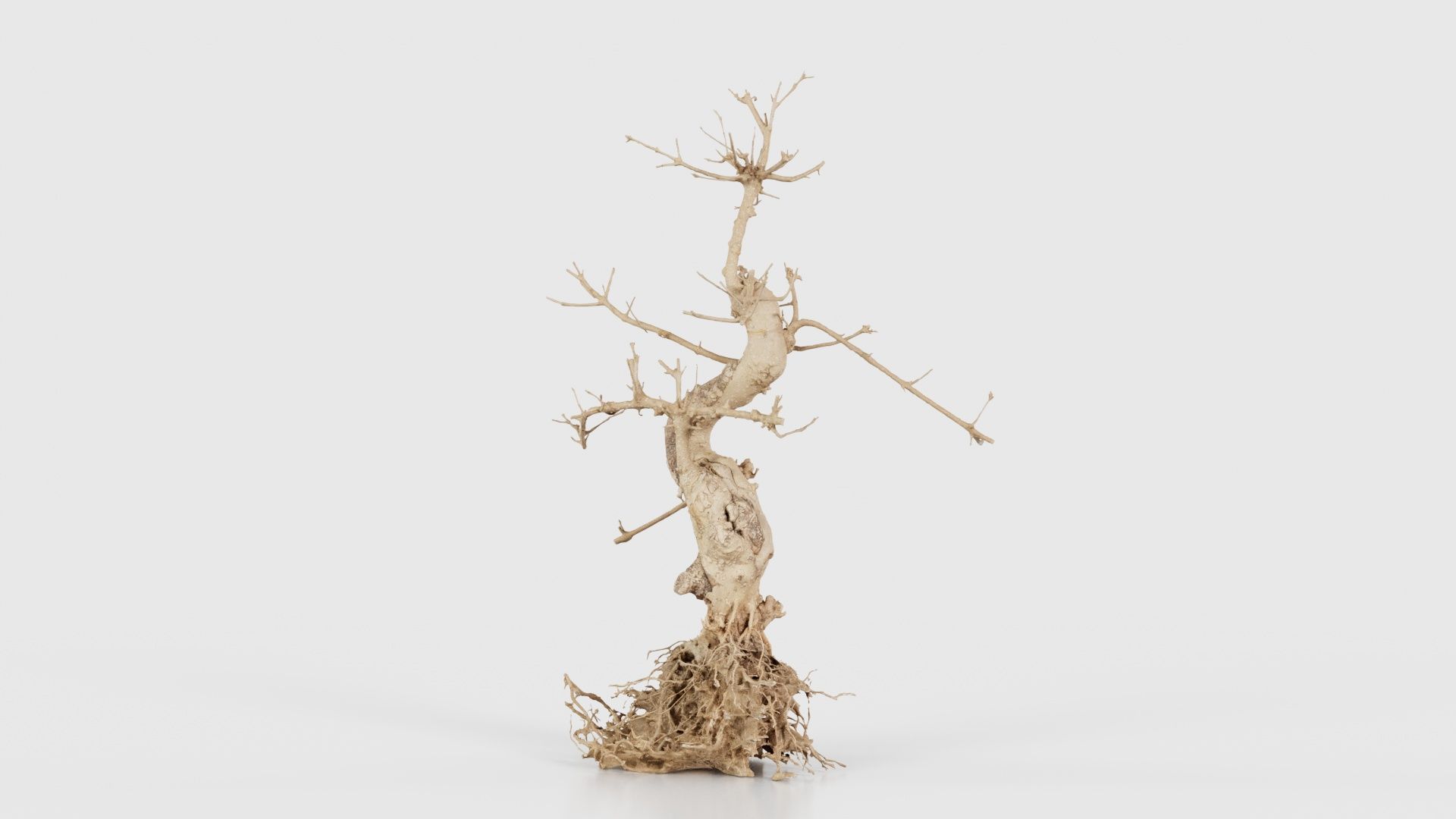 Dead Bonsai Tree 6 Low-poly 3D model_19