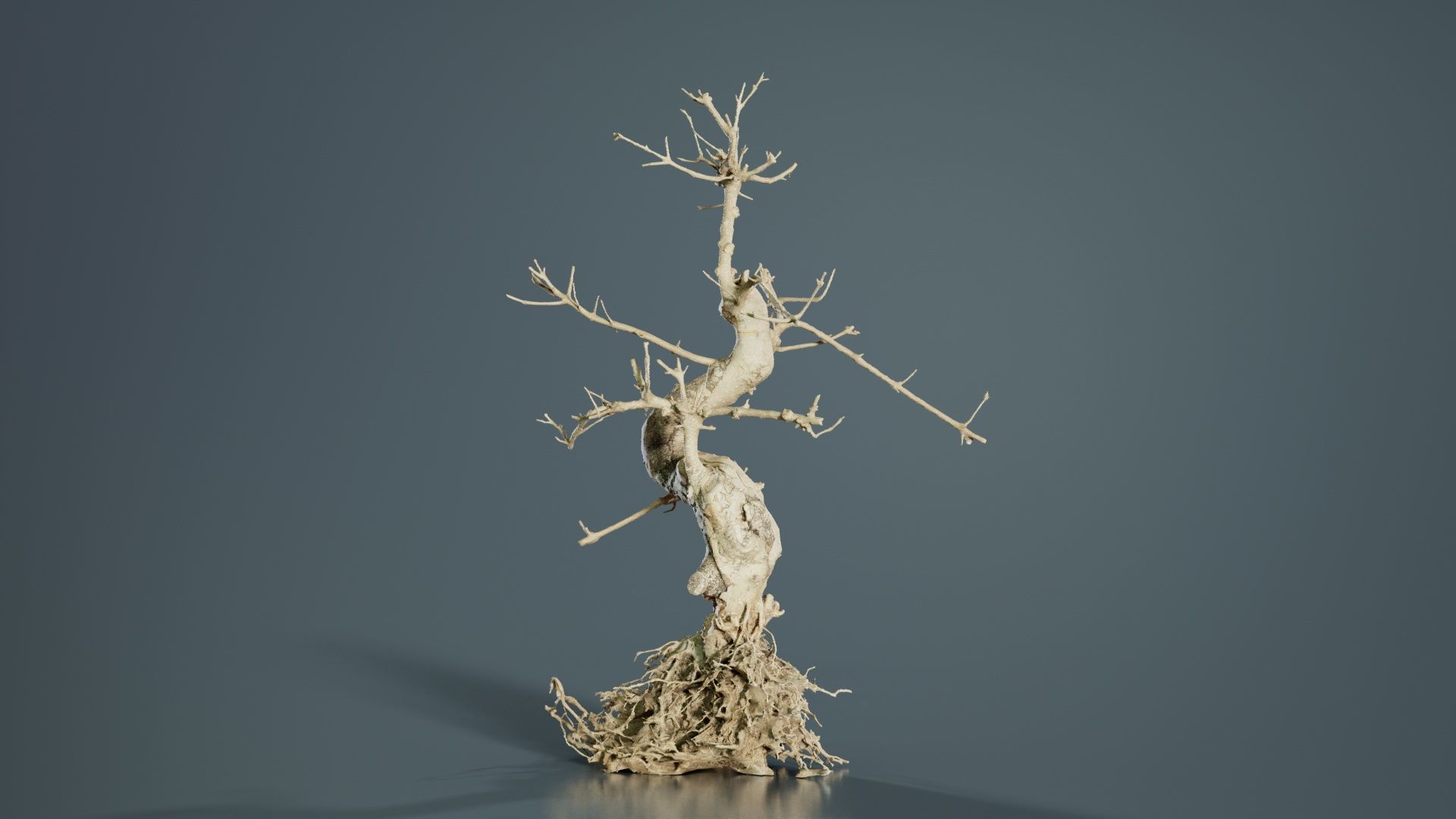Dead Bonsai Tree 6 Low-poly 3D model_4