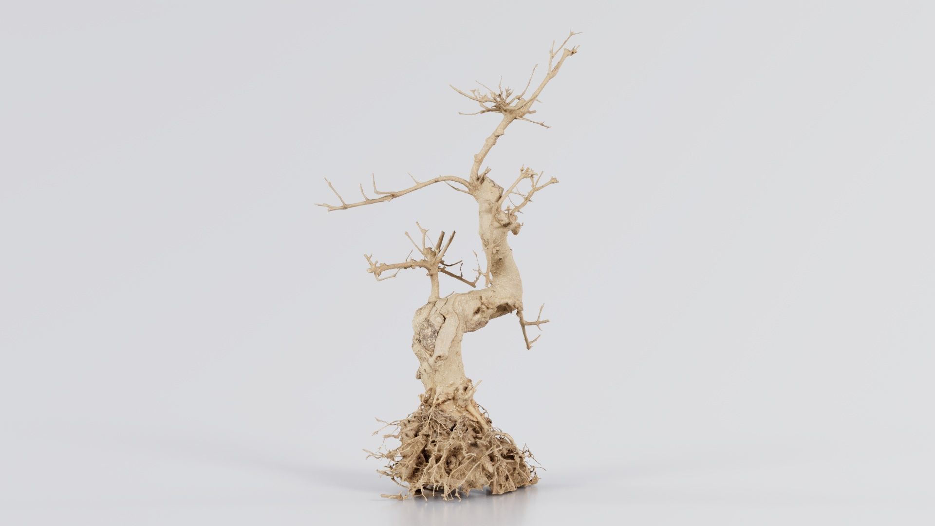Dead Bonsai Tree 6 Low-poly 3D model_1