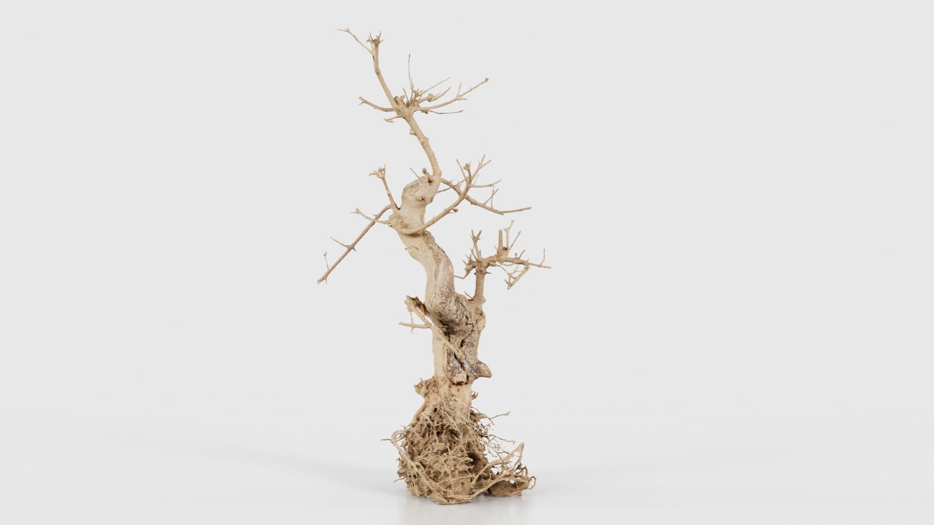 Dead Bonsai Tree 6 Low-poly 3D model_24