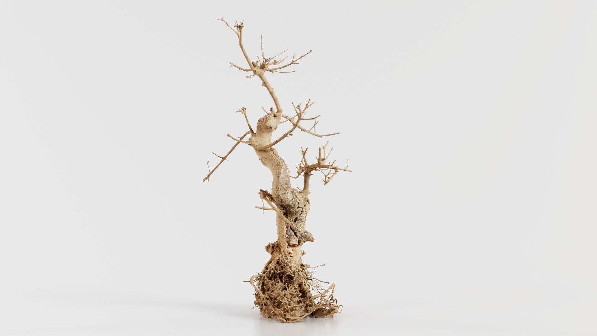 Dead Bonsai Tree 6 Low-poly 3D model_7