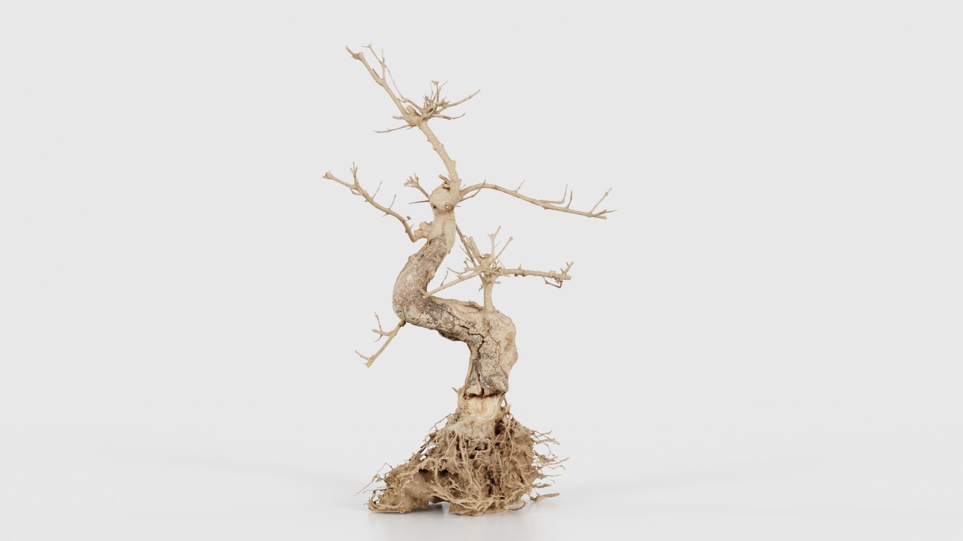 Dead Bonsai Tree 6 Low-poly 3D model_22