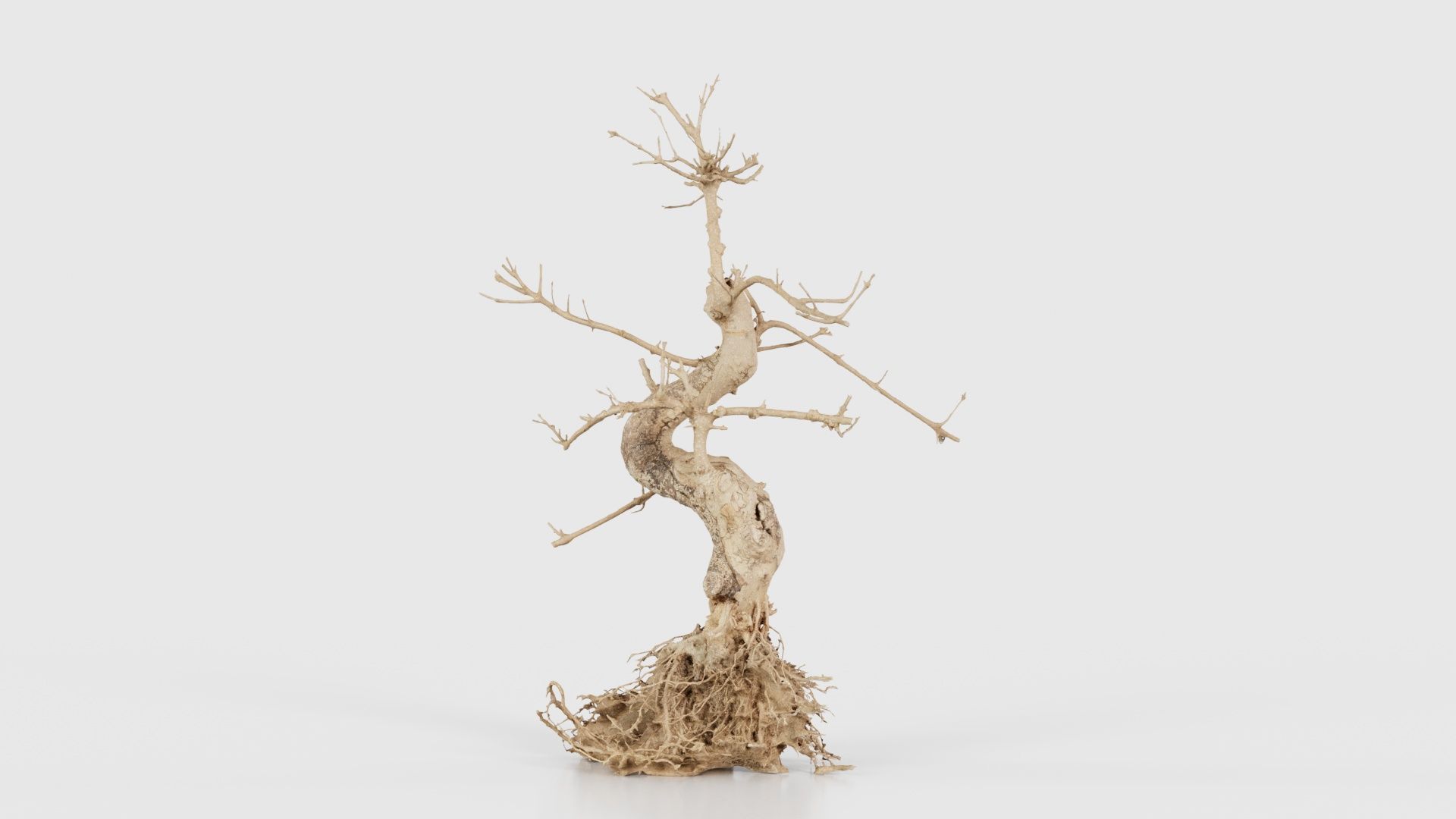 Dead Bonsai Tree 6 Low-poly 3D model_20