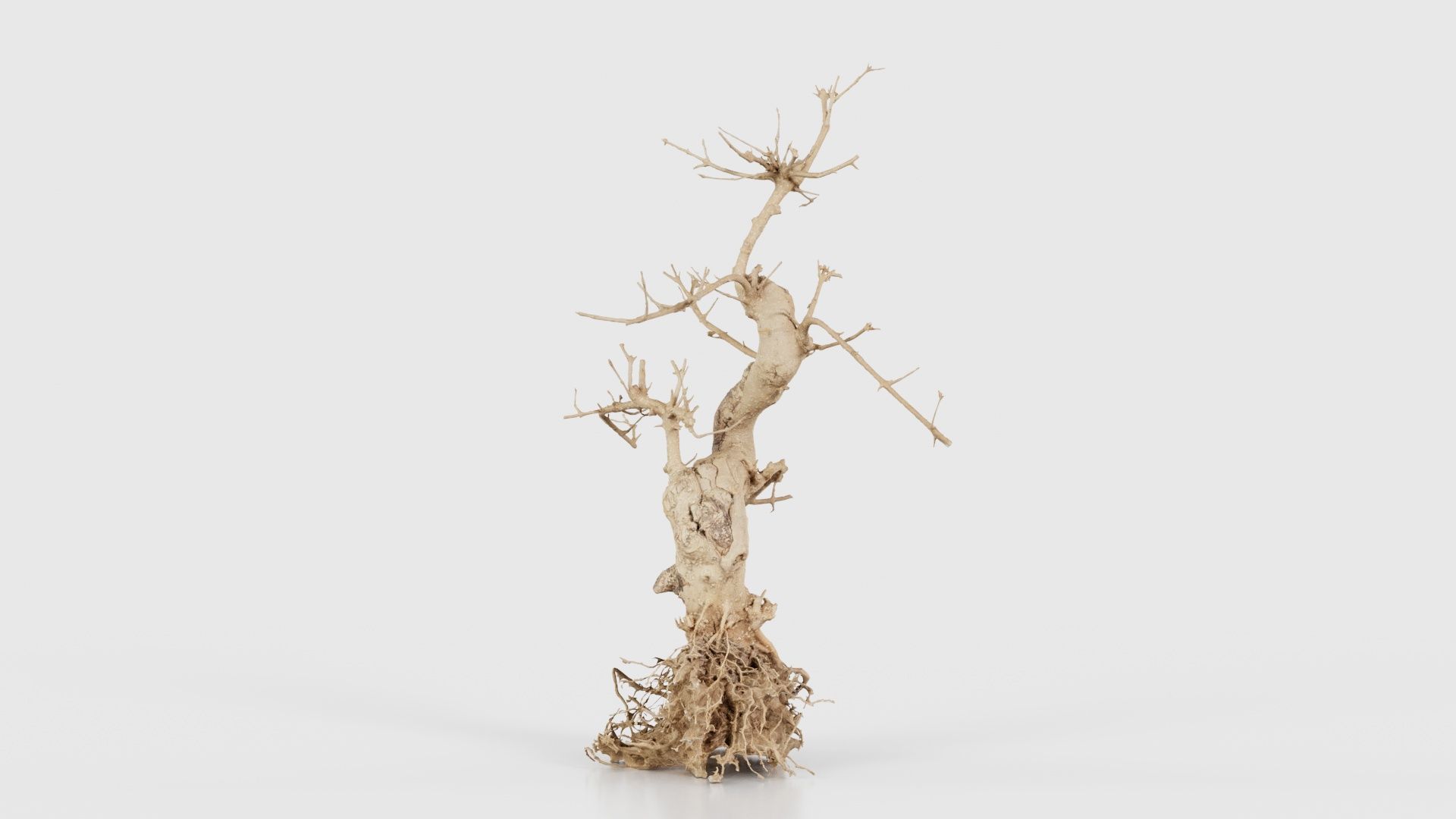 Dead Bonsai Tree 6 Low-poly 3D model_18
