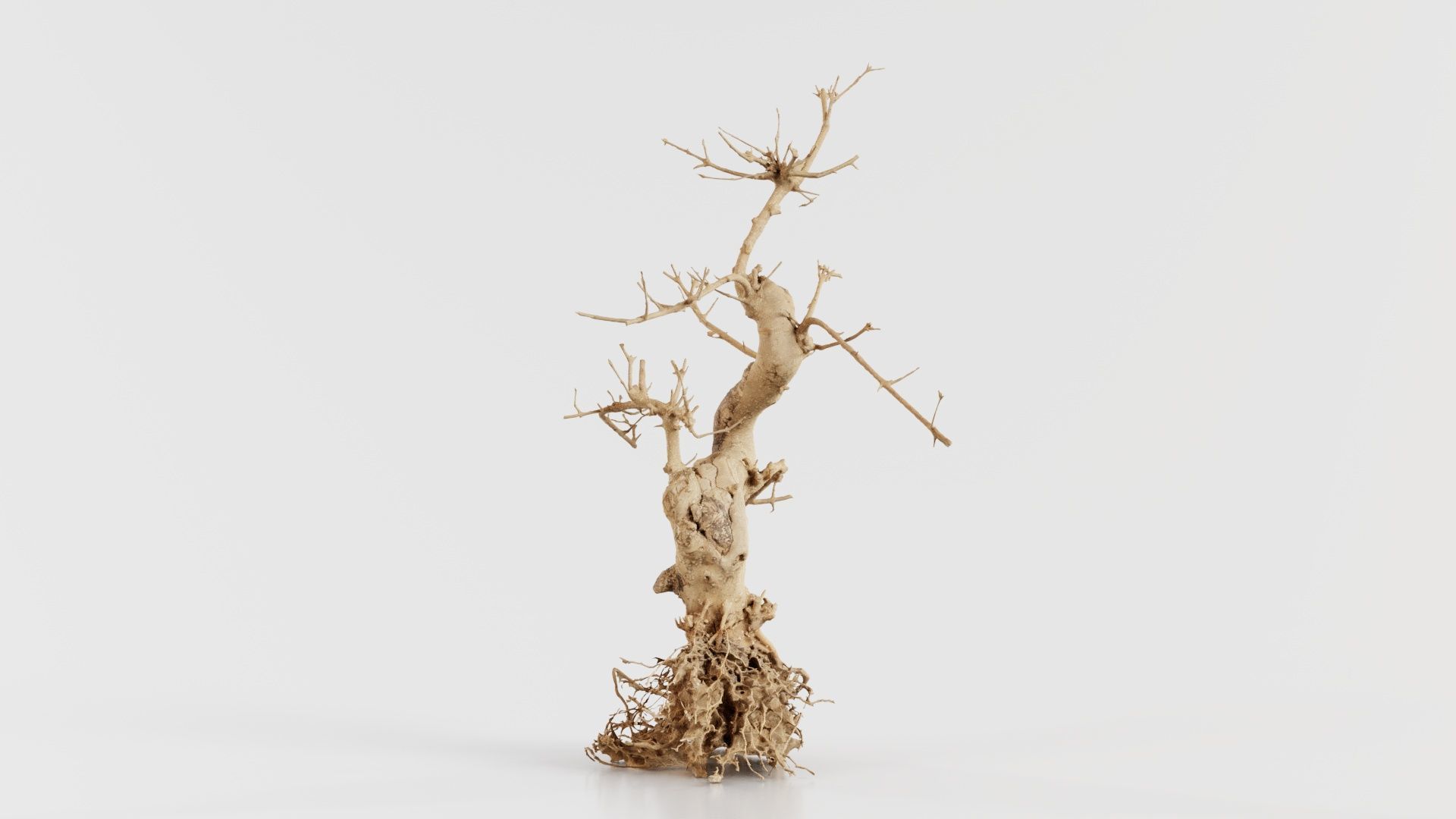 Dead Bonsai Tree 6 Low-poly 3D model_5