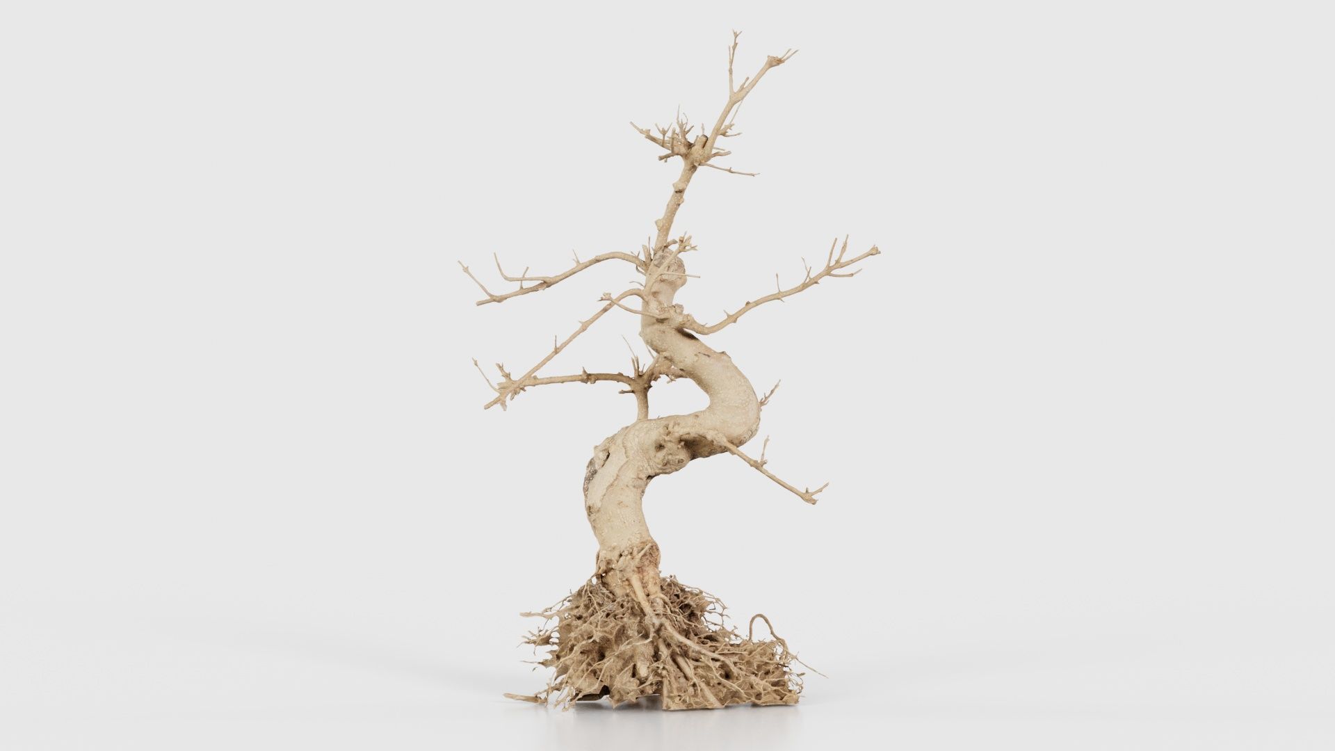 Dead Bonsai Tree 6 Low-poly 3D model_15