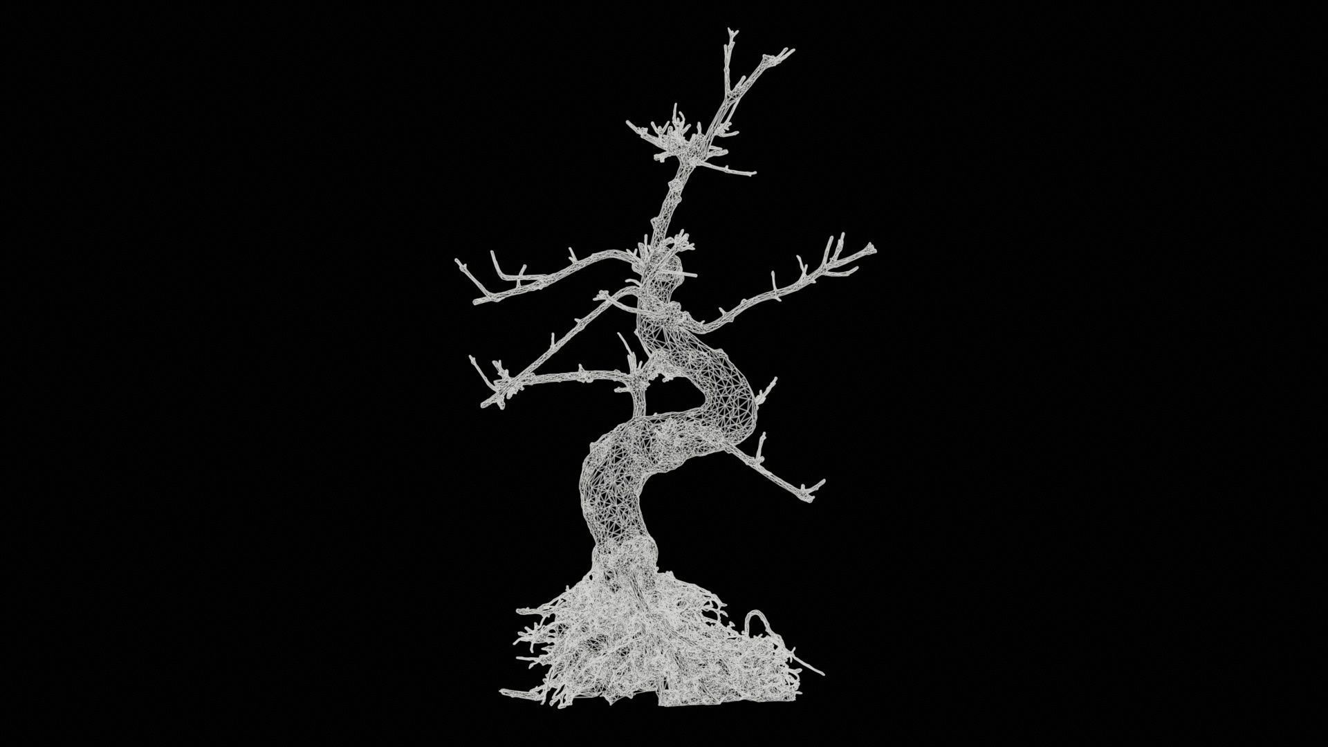 Dead Bonsai Tree 6 Low-poly 3D model_11