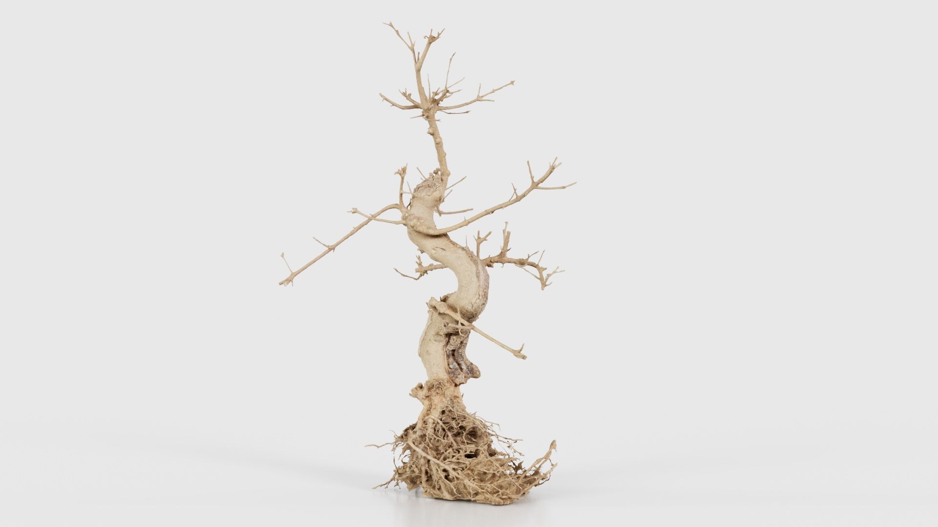 Dead Bonsai Tree 6 Low-poly 3D model_25