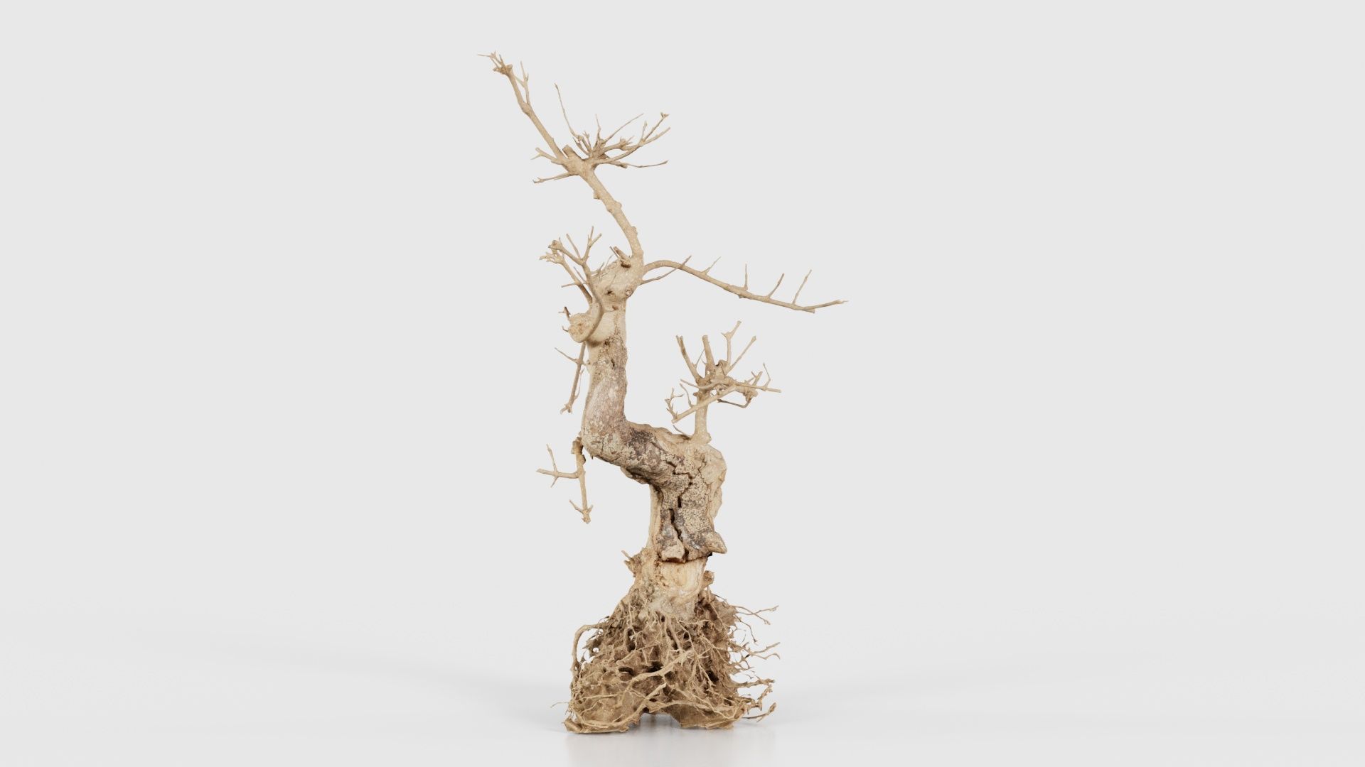 Dead Bonsai Tree 6 Low-poly 3D model_23