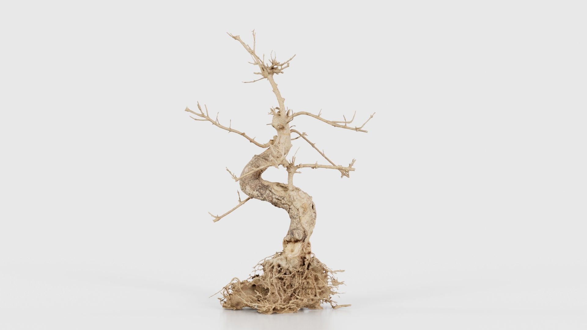 Dead Bonsai Tree 6 Low-poly 3D model_21