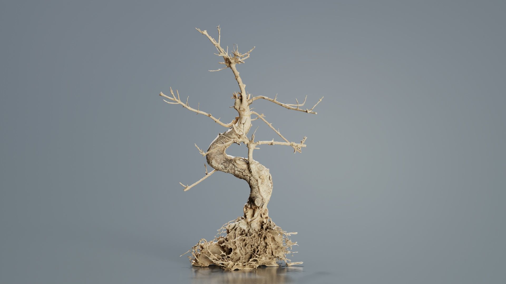 Dead Bonsai Tree 6 Low-poly 3D model_6