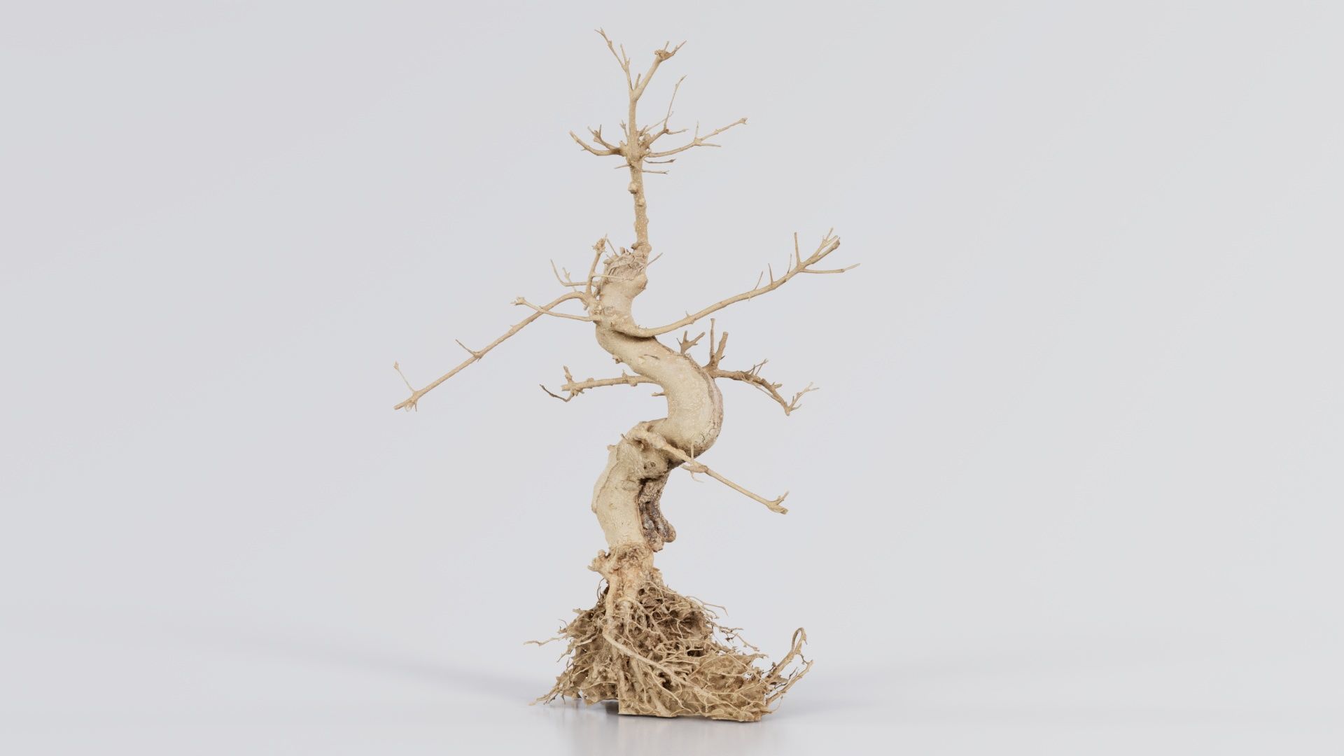 Dead Bonsai Tree 6 Low-poly 3D model_8