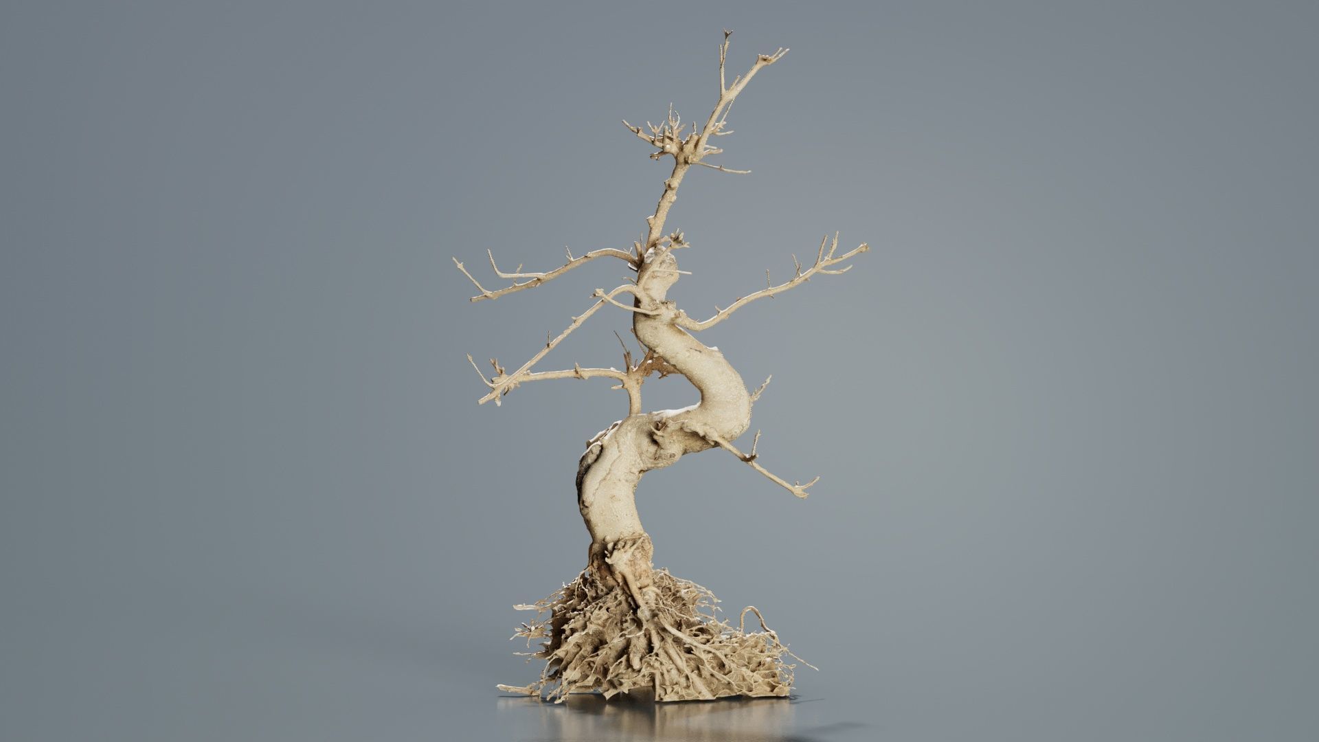 Dead Bonsai Tree 6 Low-poly 3D model_2