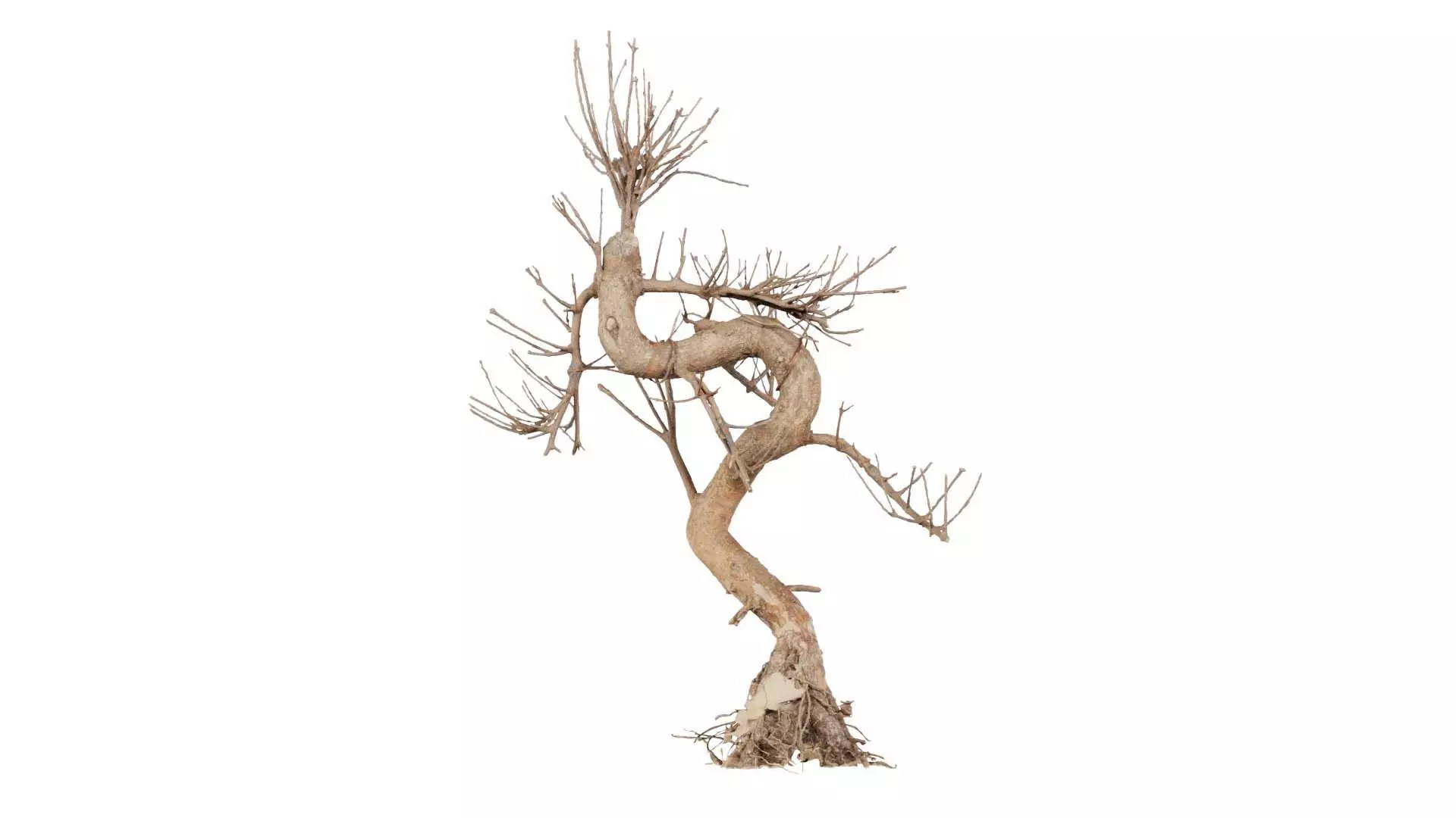 Dead Bonsai Tree 8 Low-poly 3D model_0