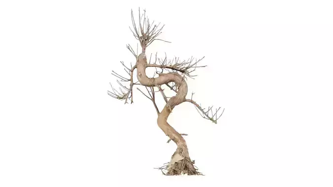 Dead Bonsai Tree 8 Low-poly 3D model