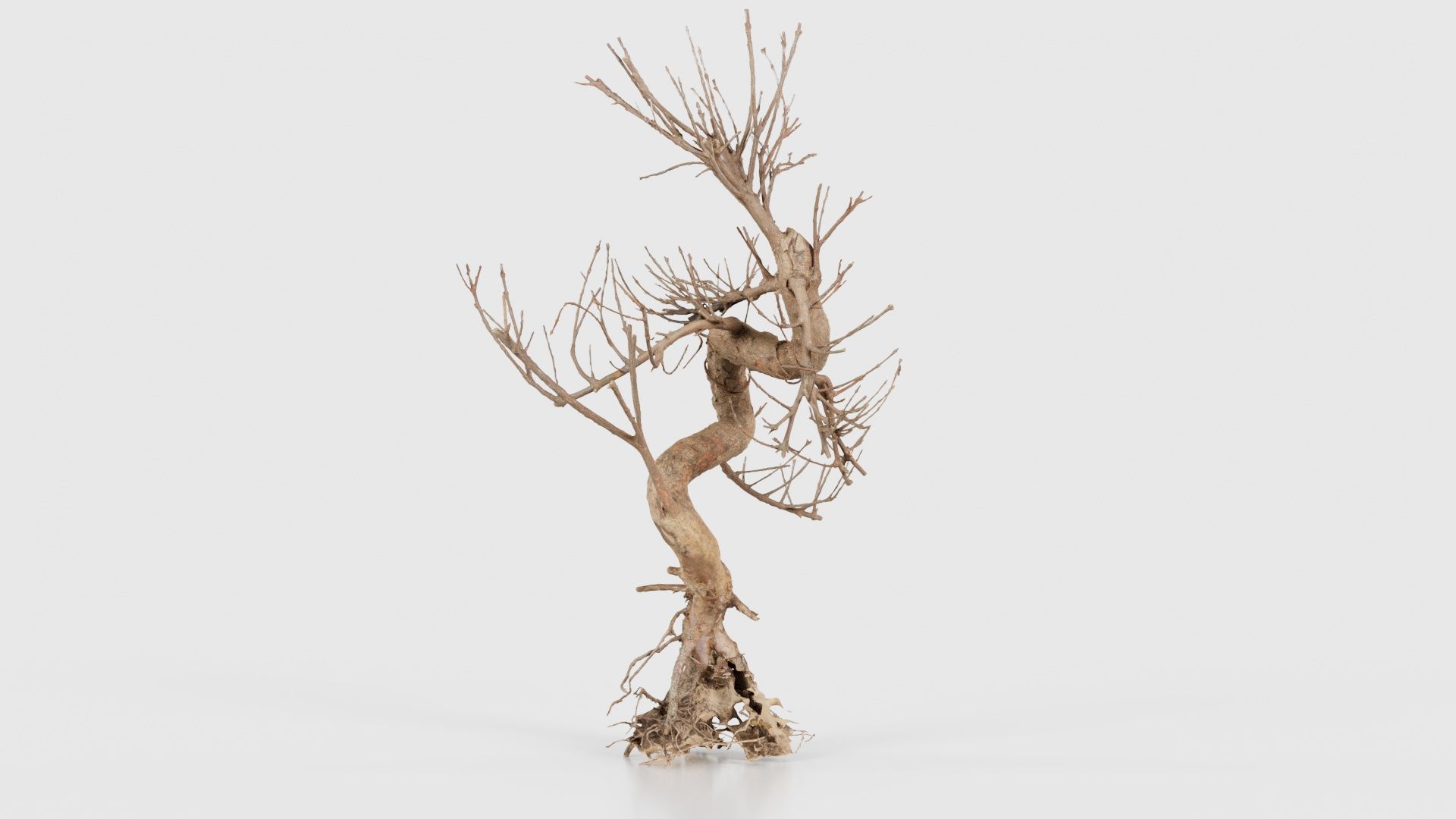 Dead Bonsai Tree 8 Low-poly 3D model_19